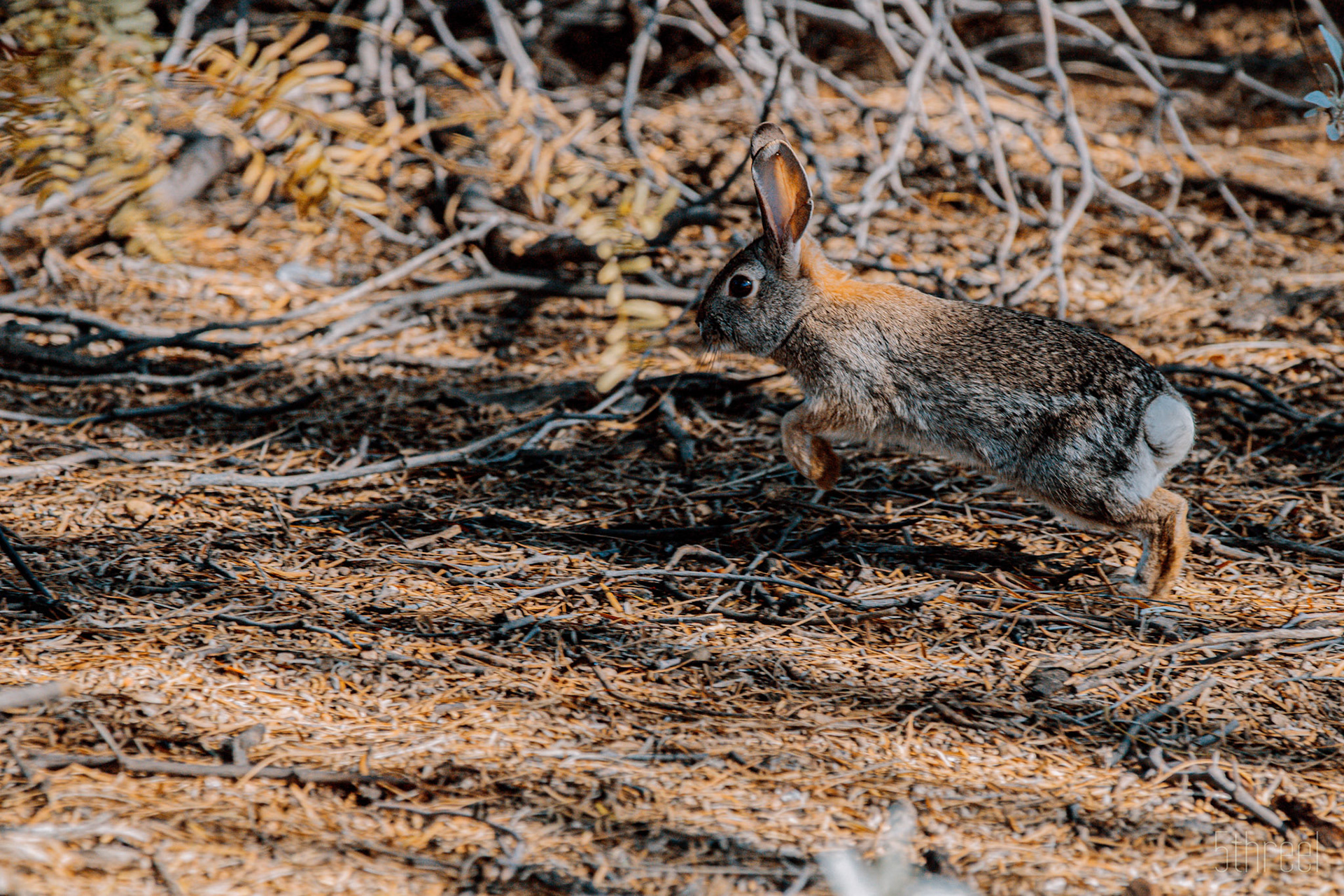 Riparian Nature Preserve Arizona - December 2022