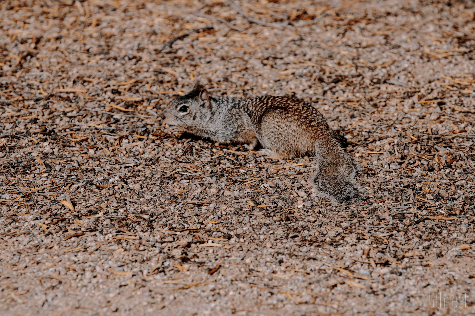 Riparian Nature Preserve Arizona - December 2022