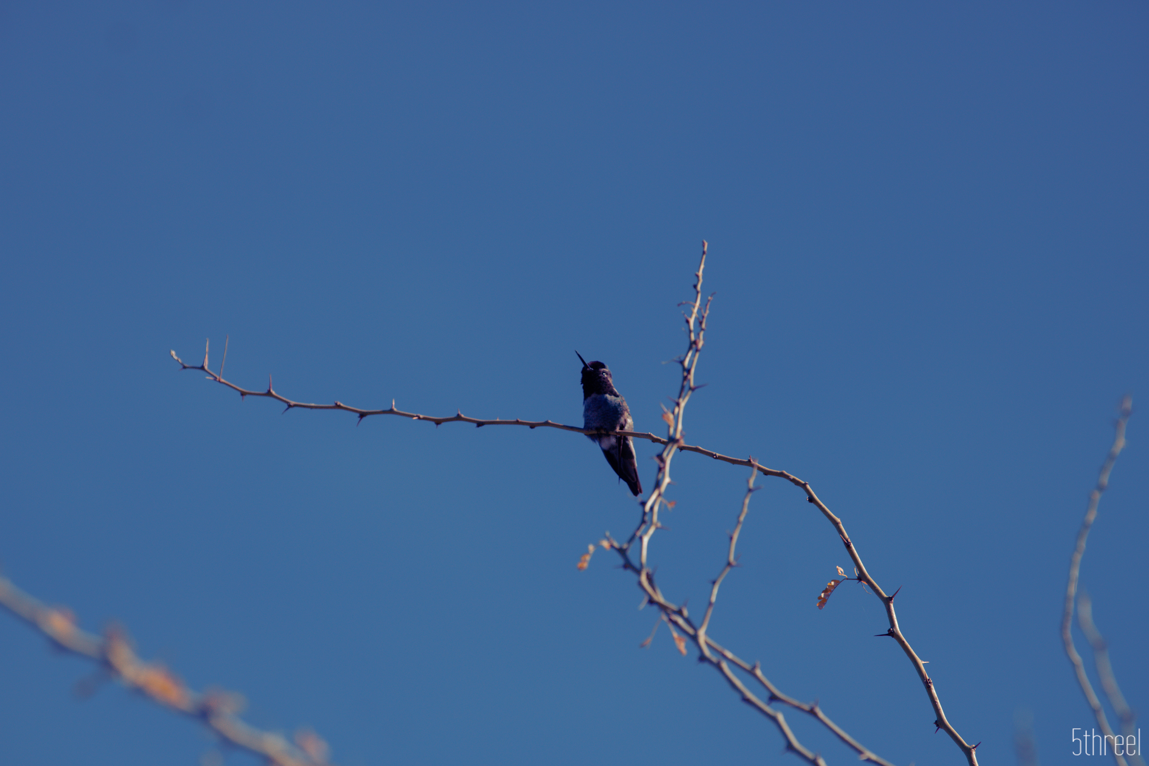 Riparian Nature Preserve Arizona - January 2023