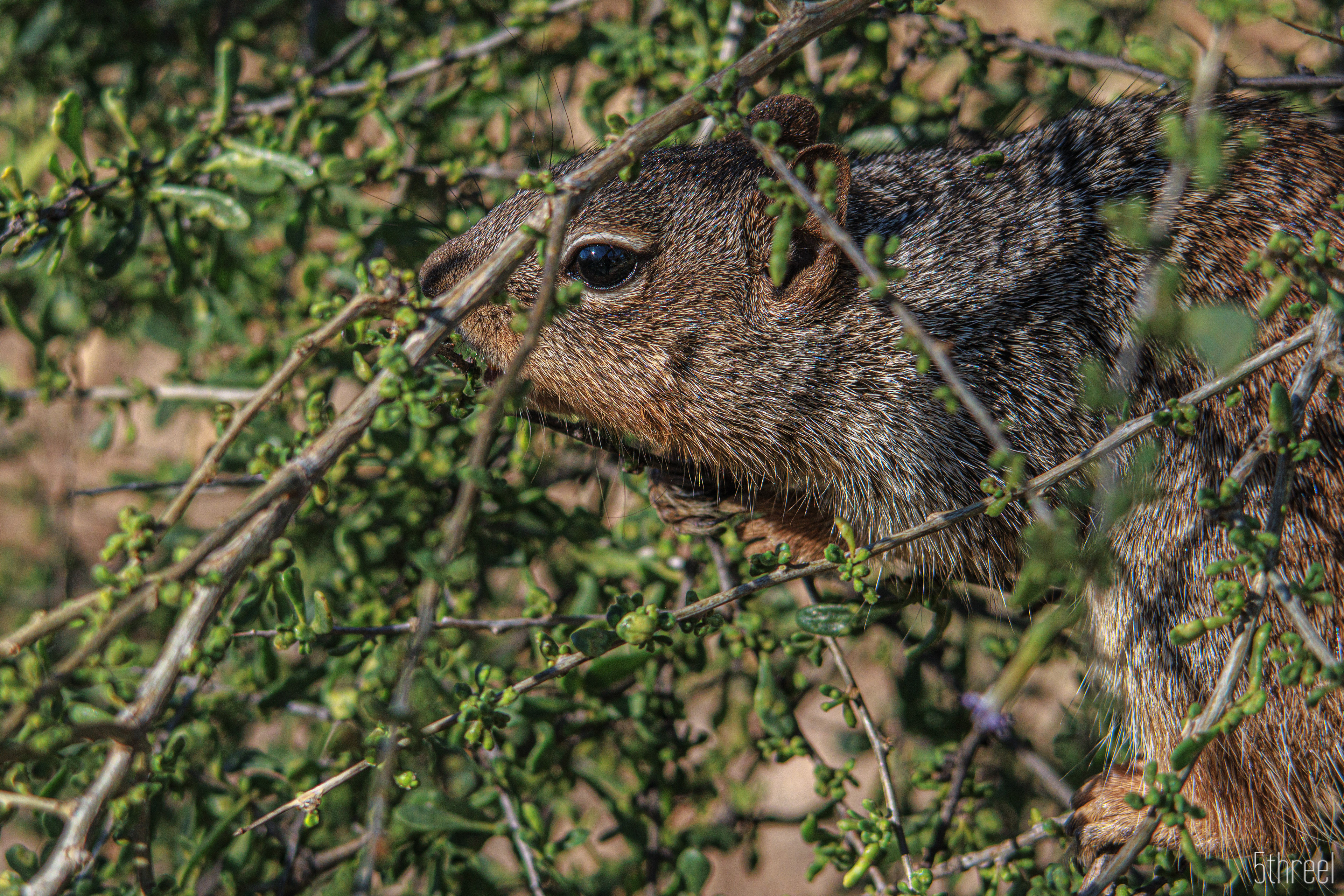 Riparian Nature Preserve Arizona - January 2023