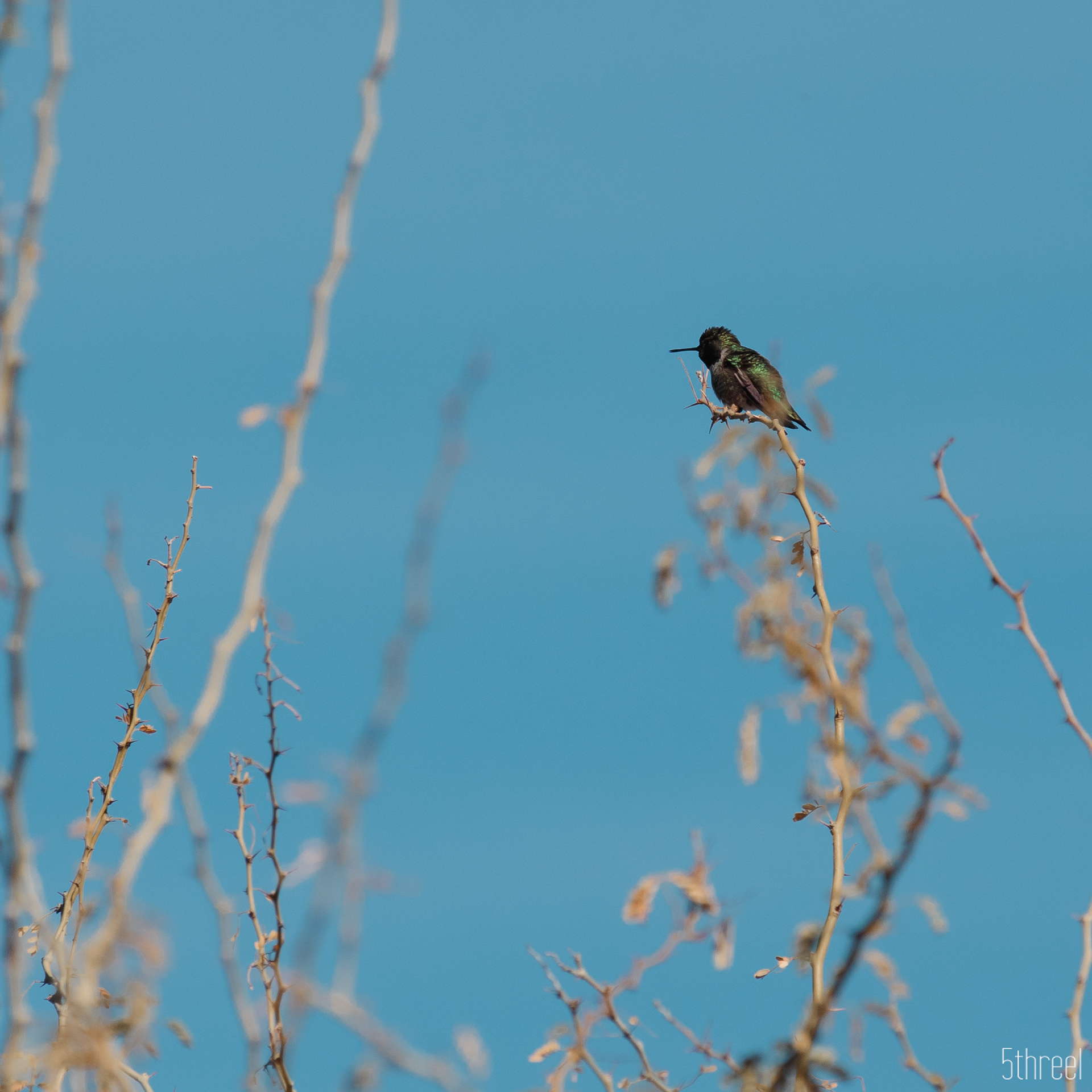 Riparian Nature Preserve Arizona - January 2023