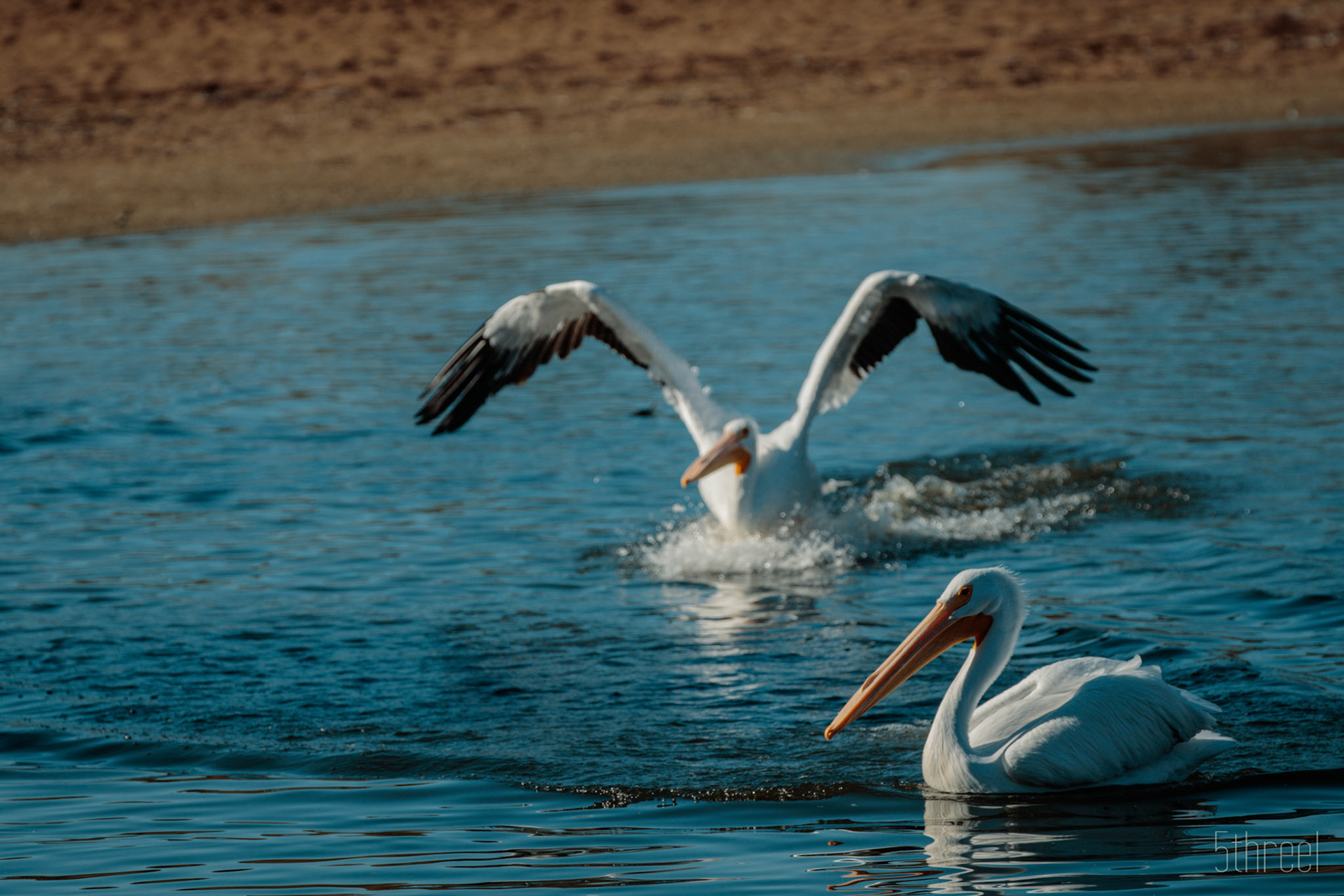 Riparian Nature Preserve Arizona - December 2022