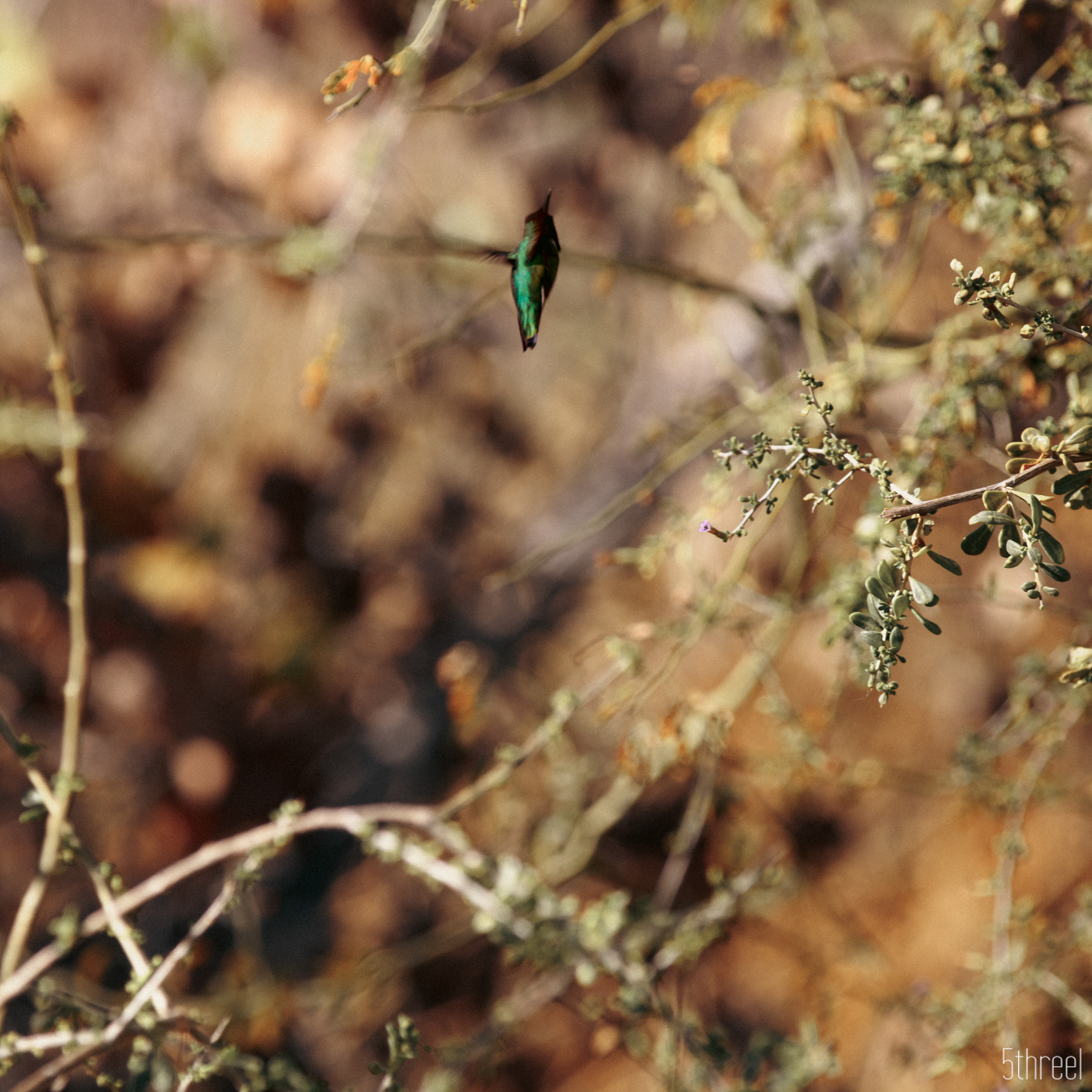 Riparian Nature Preserve Arizona - January 2023