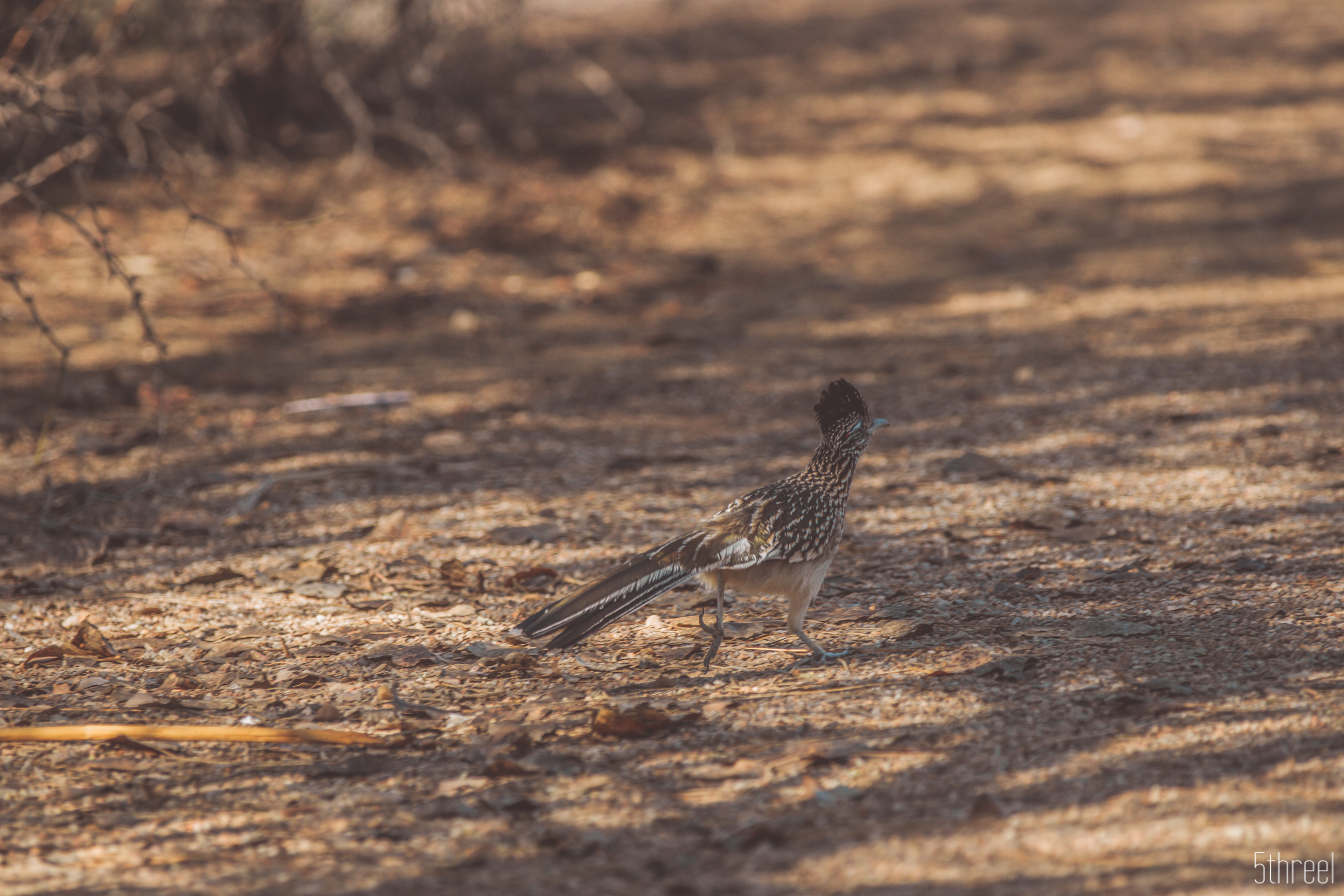 Riparian Nature Preserve Arizona - January 2023