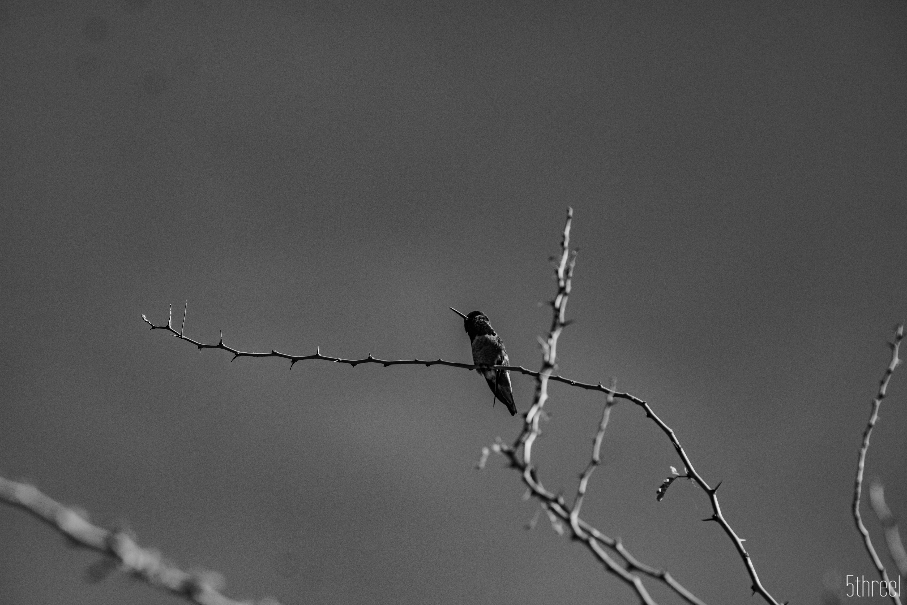Riparian Nature Preserve Arizona - January 2023