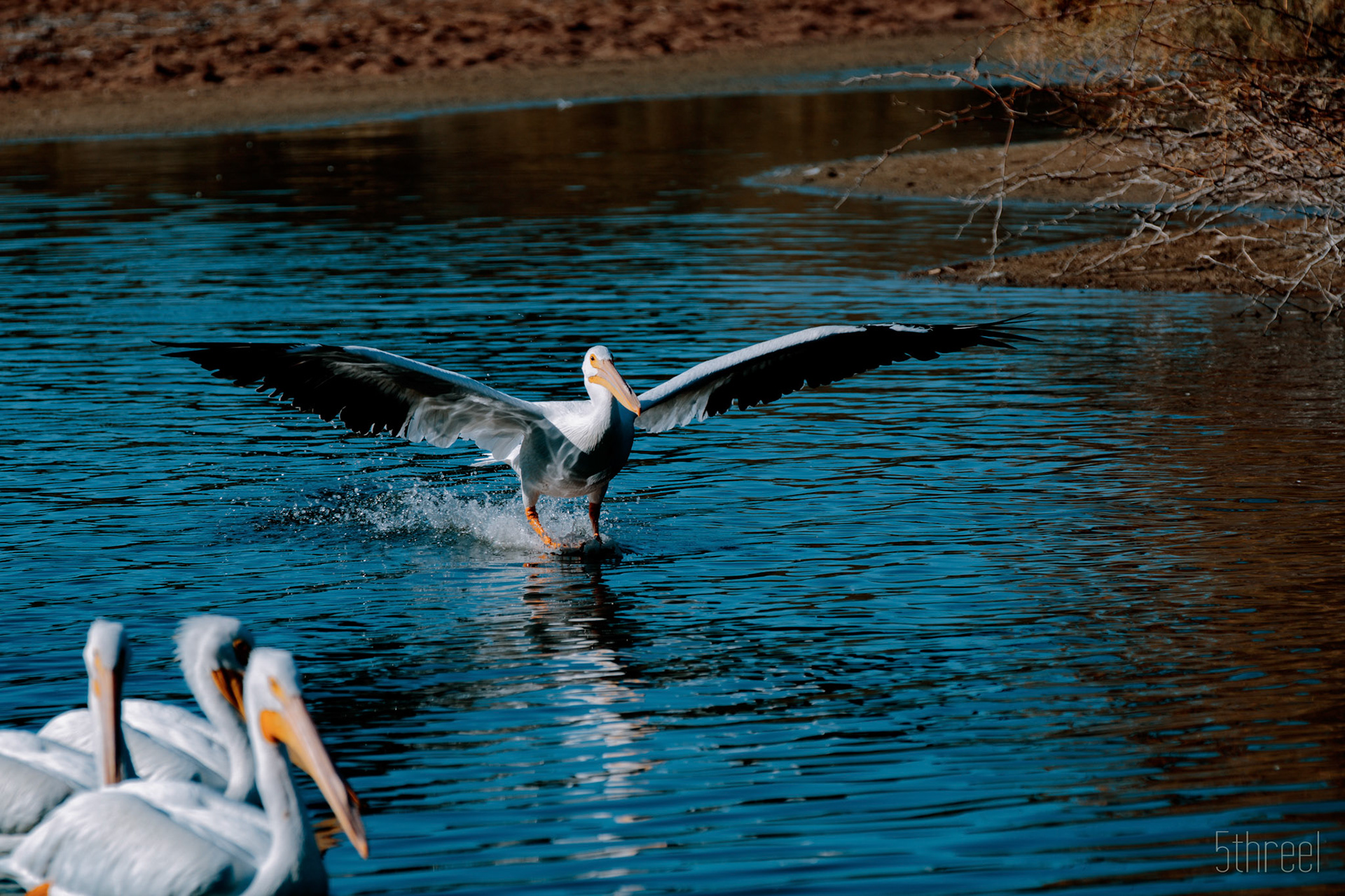 Riparian Nature Preserve Arizona - December 2022