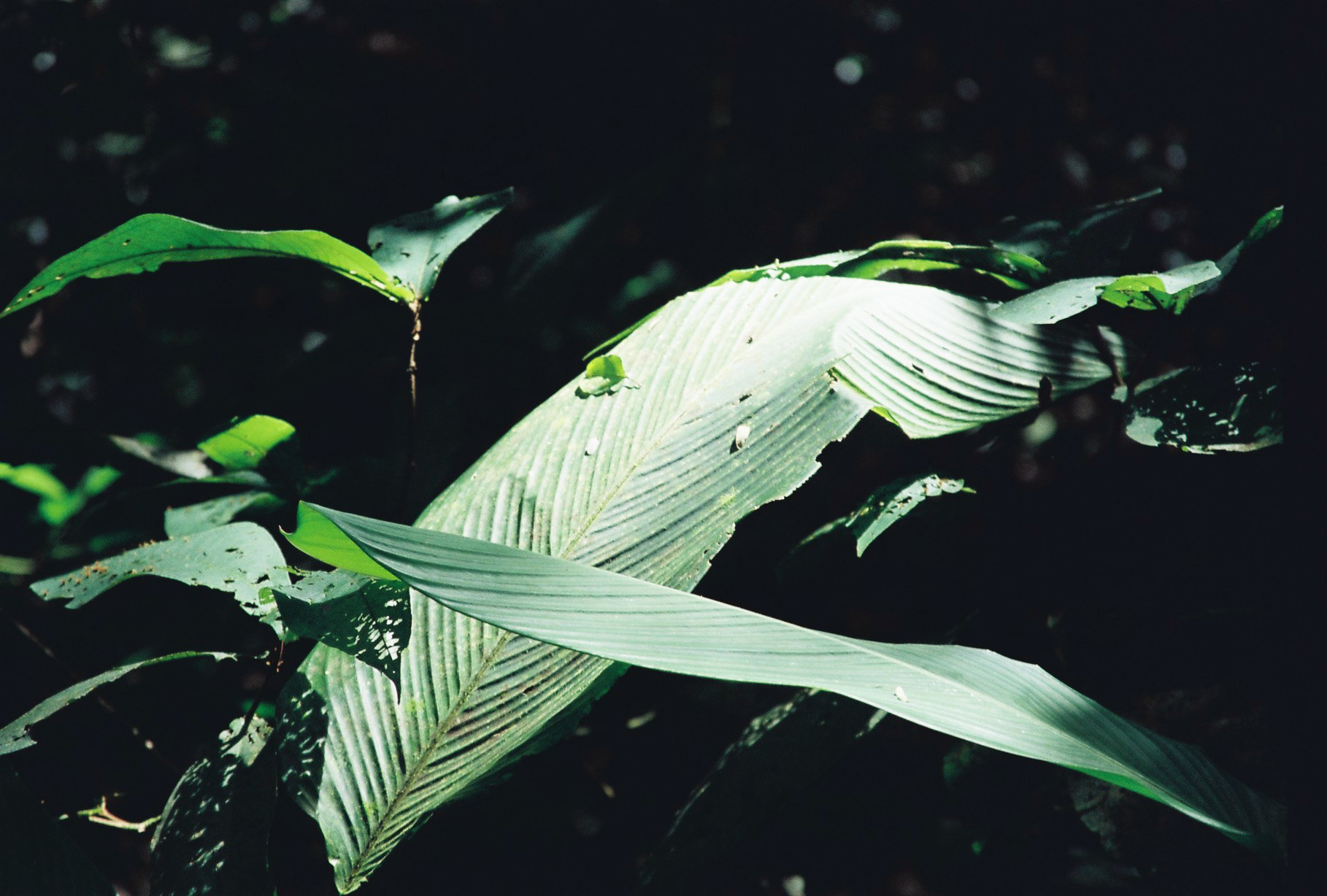 Verde não espera