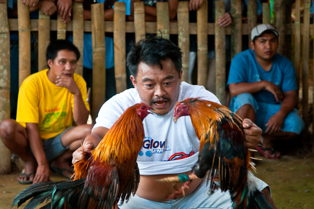 Cockfighting near Banaue. 