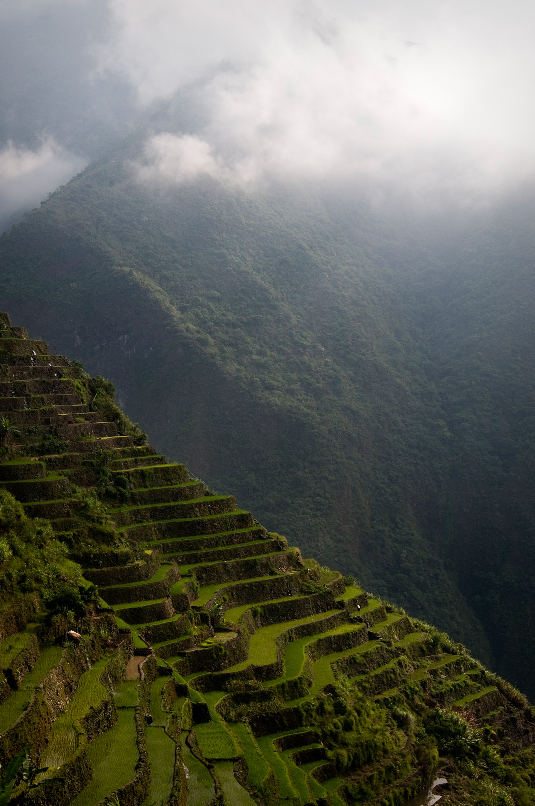 Rice terraces in Batad. 