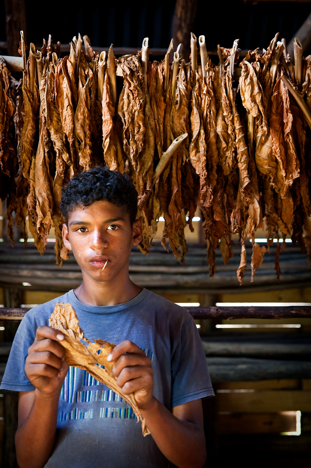Tobacco drier in Pinar del Rio province. Agriculture is still very important in Cuba's economy. 