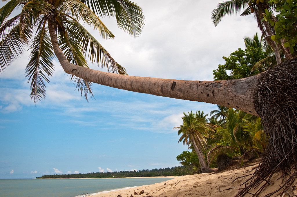 Pagudpud. Palm on the beach. 