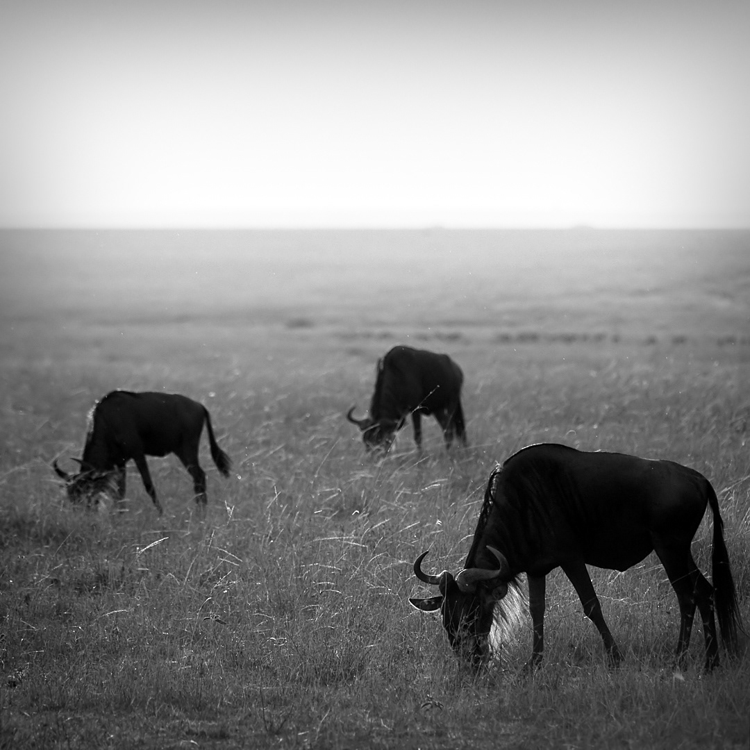 Wildebeests (gnus) in Serengeti National Park.