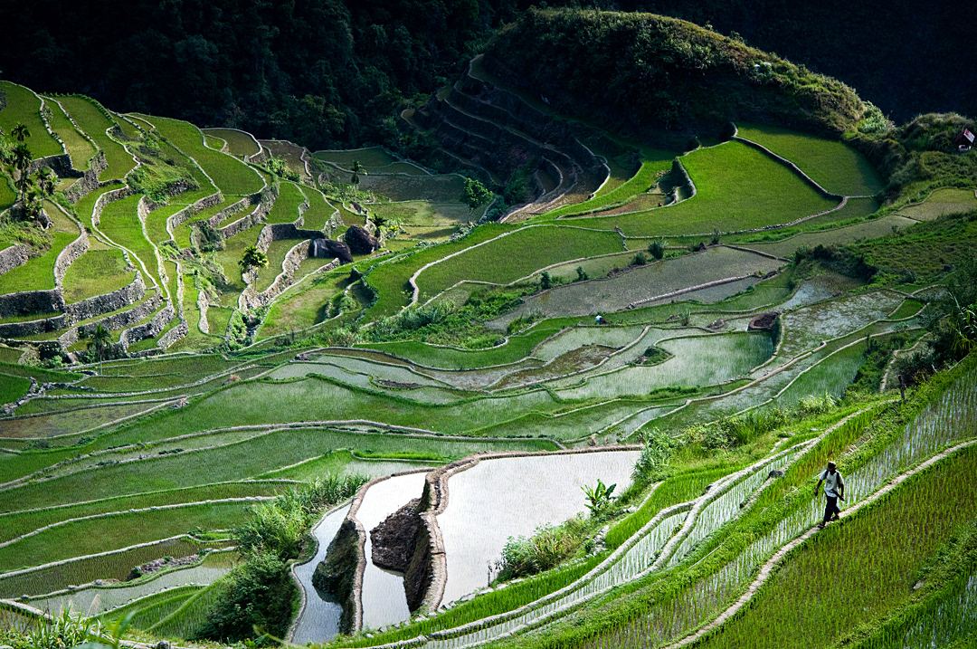 A man walking through the rice terraces of Batad. 