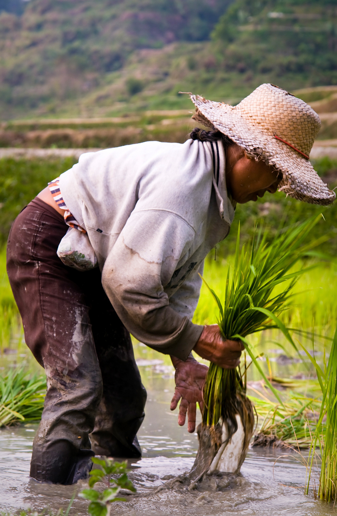 Woman working in her rice field near Banaue. 