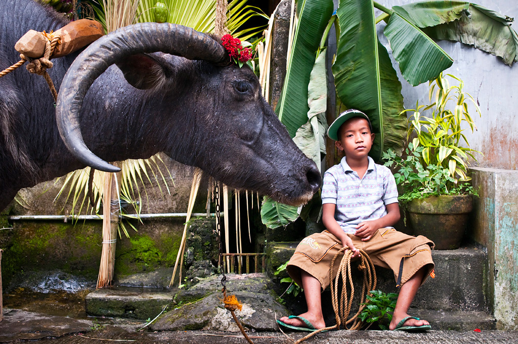  Boy caring a karabao at the Pahiyas Festival in Lucban. 