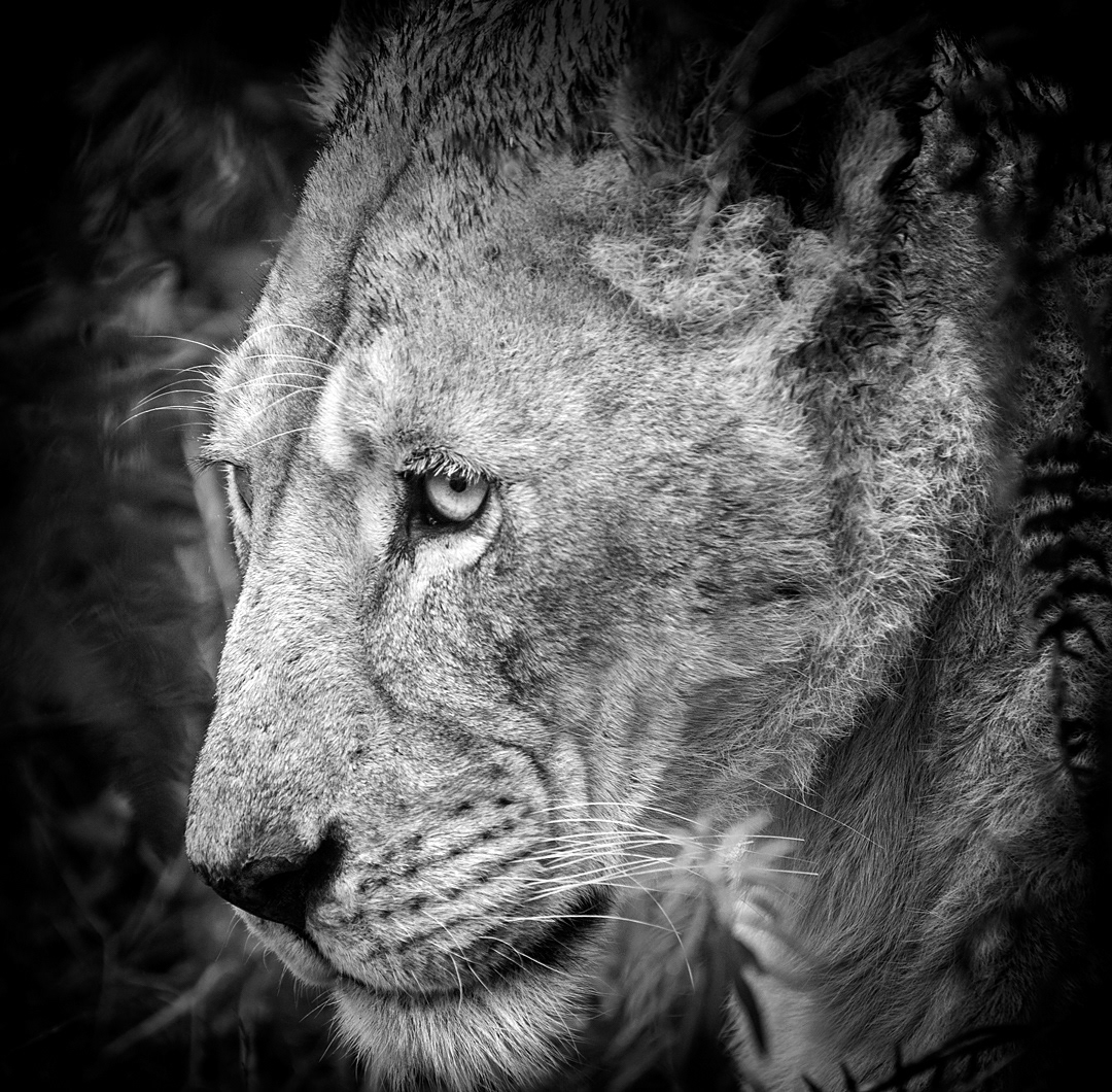 Lion in Serengeti National Park.