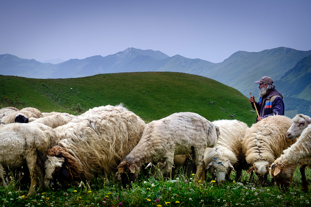 Shepherd in Jvari Pass. 