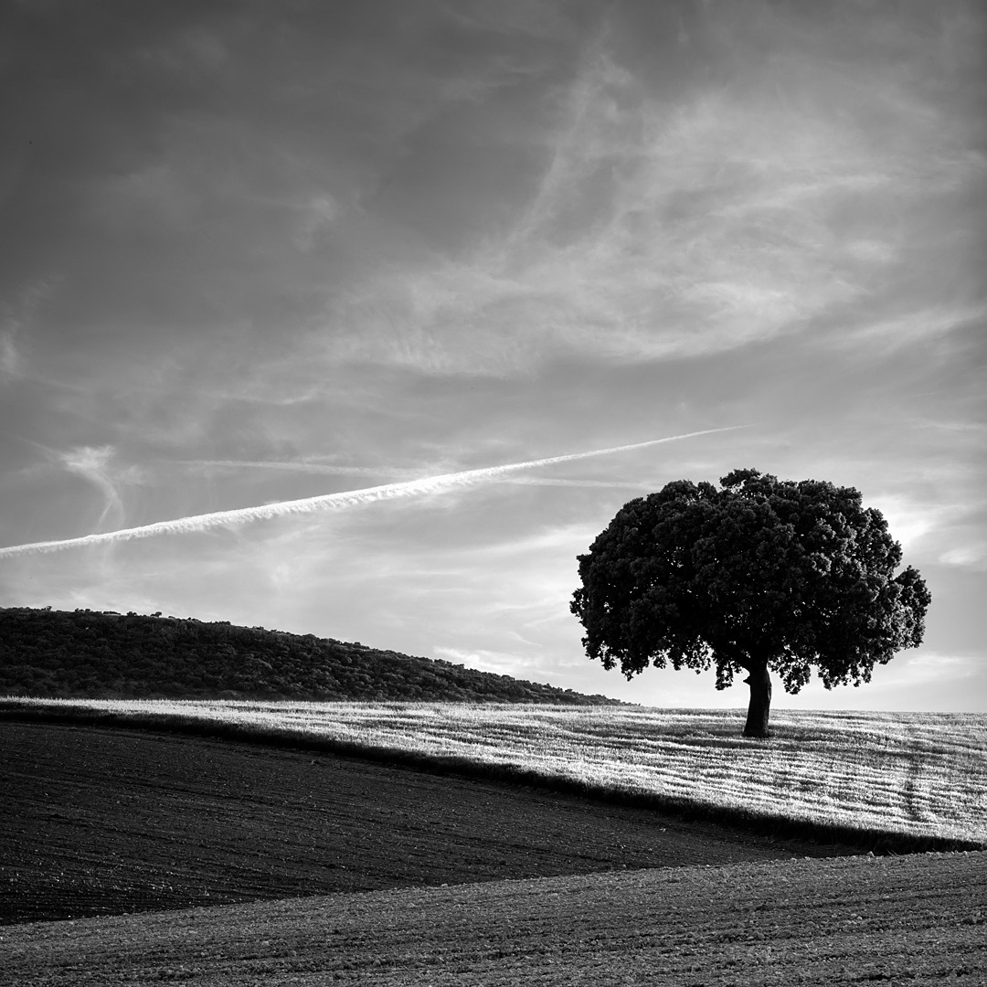 09 Junto a la carretera JA-4205, entre Villacampo del Moral y la Estación de Huelma