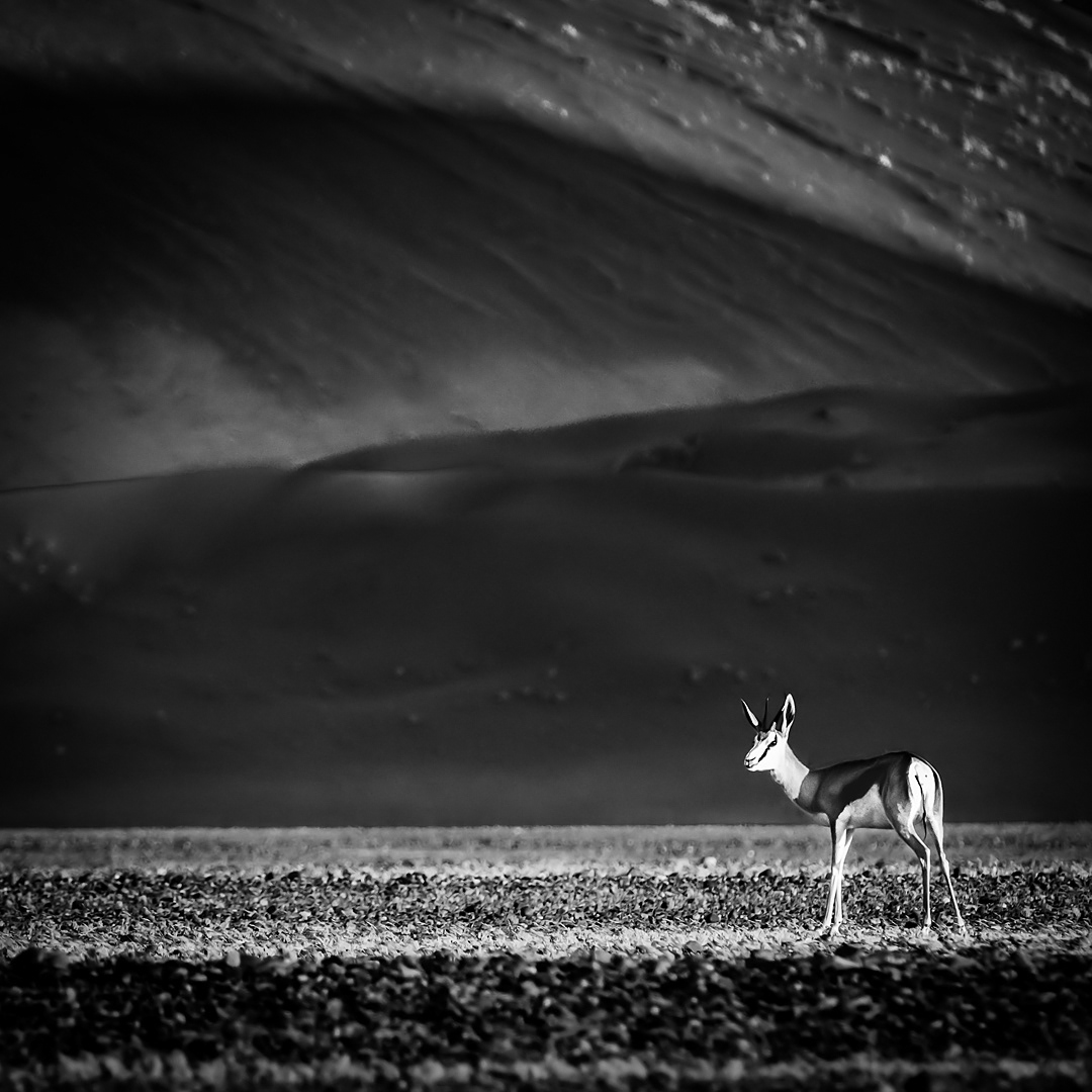 Springbok in Namib Naukluft National Park.