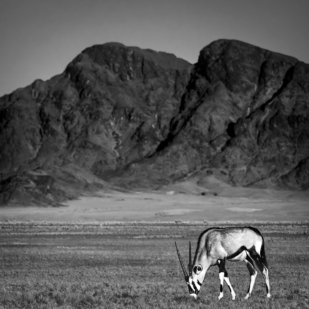 Orix in Namib Naukluft National Park.