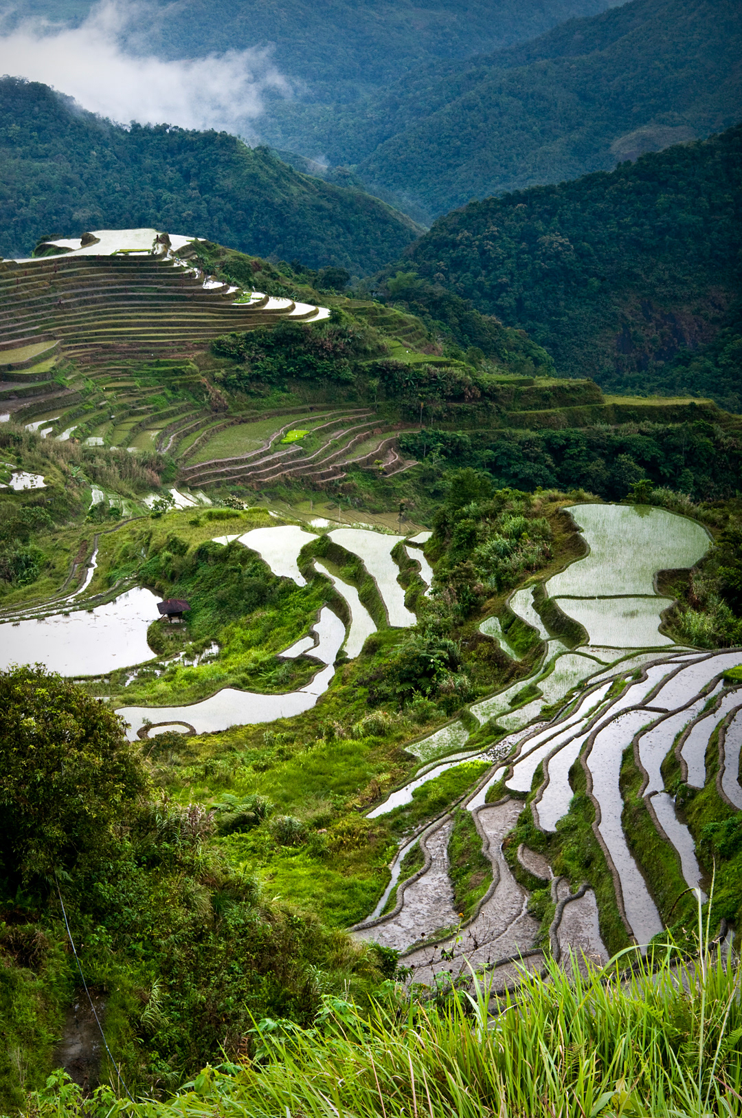 Rice terraces near Hungduan village.  