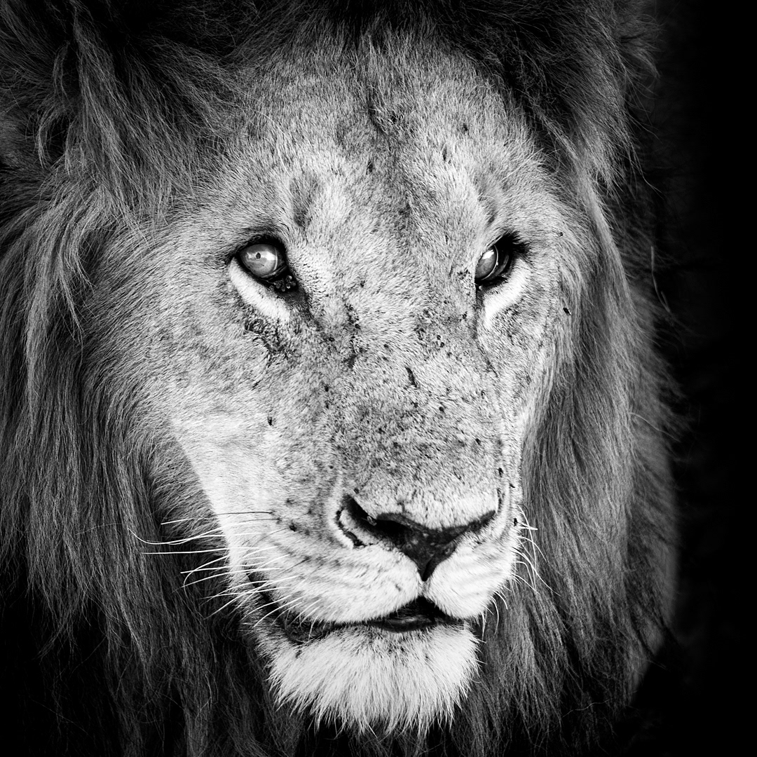 Old lion in Serengeti National Park