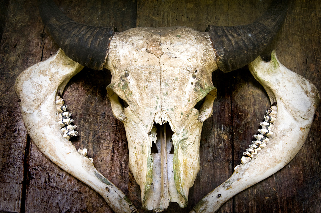  Karabao skull in a Ifugao traditional house. the amount of animal skulls displayed on the exterior of the houses showed the wealth of the family who lived in it. 