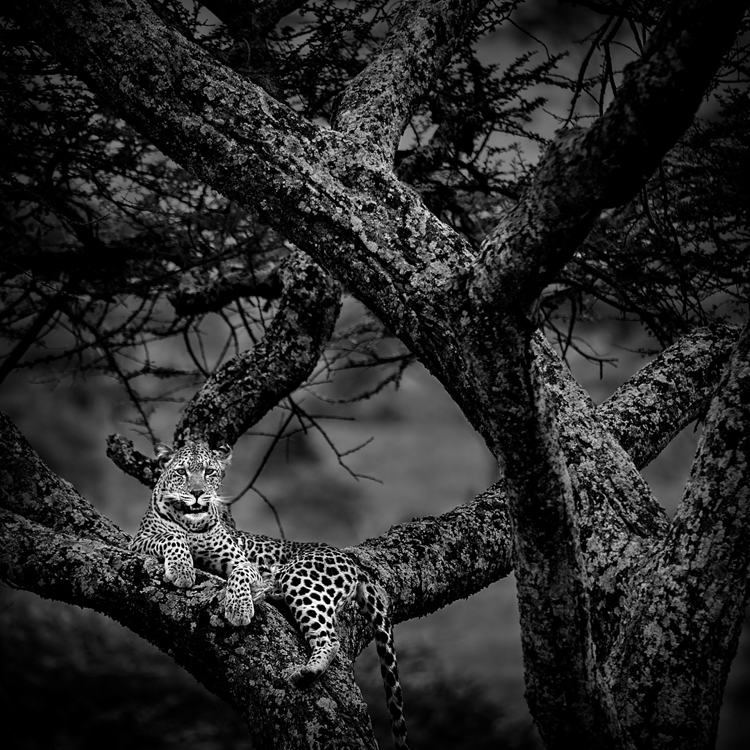 Leopard in Masai Mara National Park.