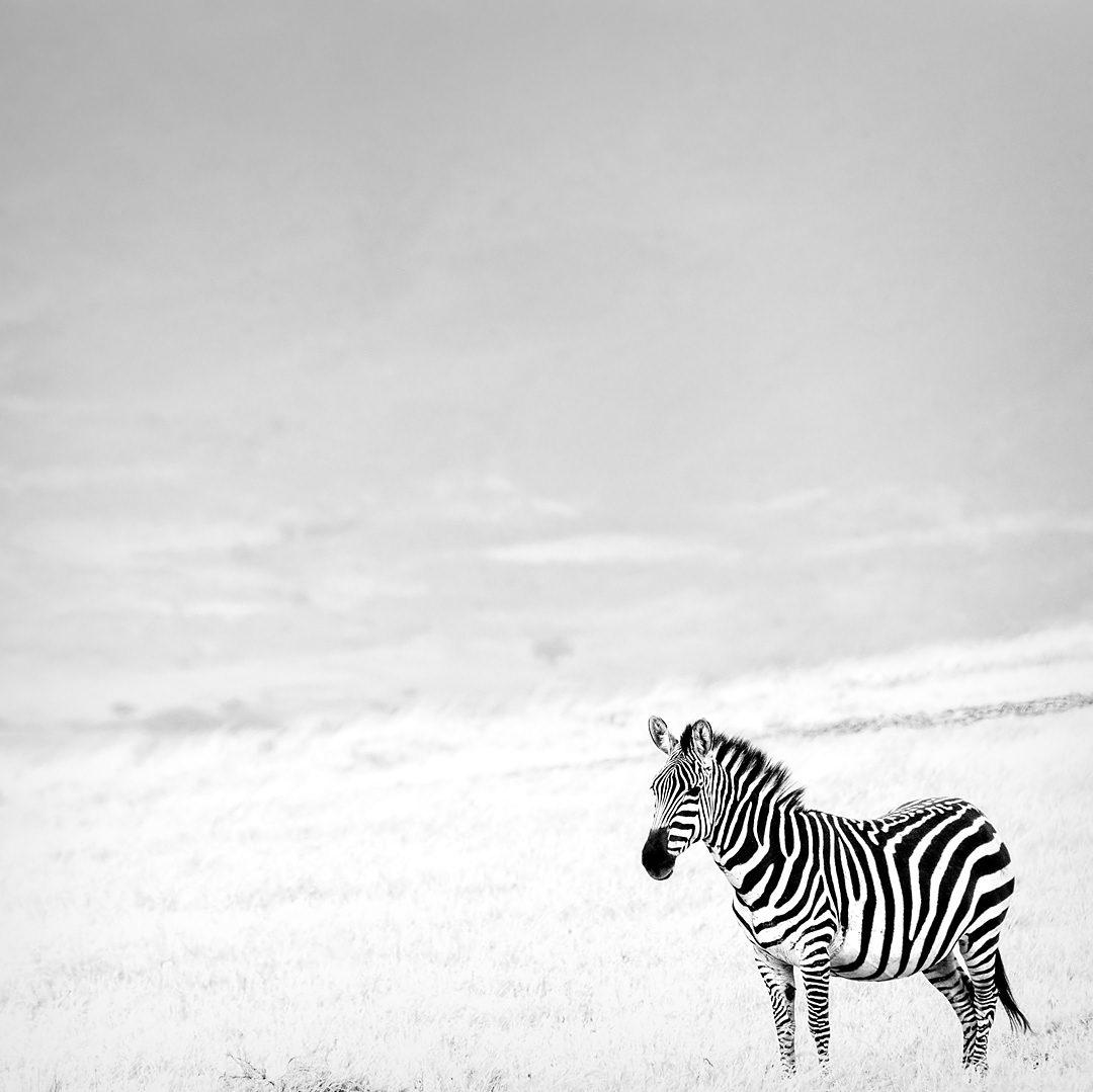 Zebra in the Ngorongoro Conservation Area.