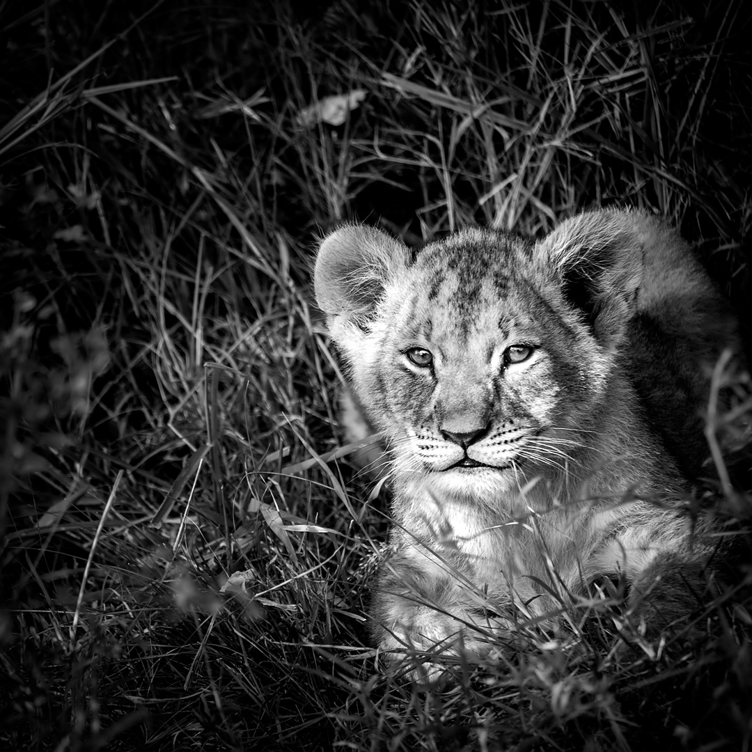 Young lion in Serengeti National Park