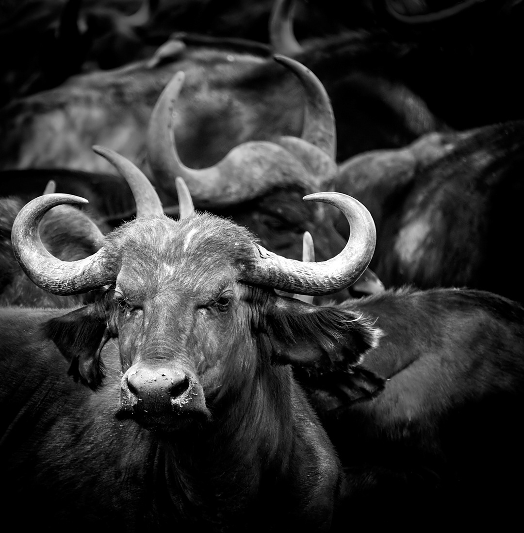 African buffalo in Lake Nakuru National Park.