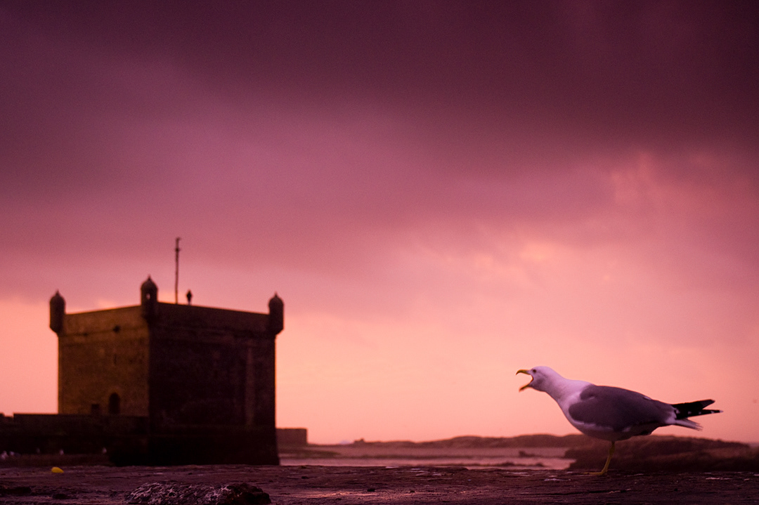 Seagull in Essaouira's harbour.