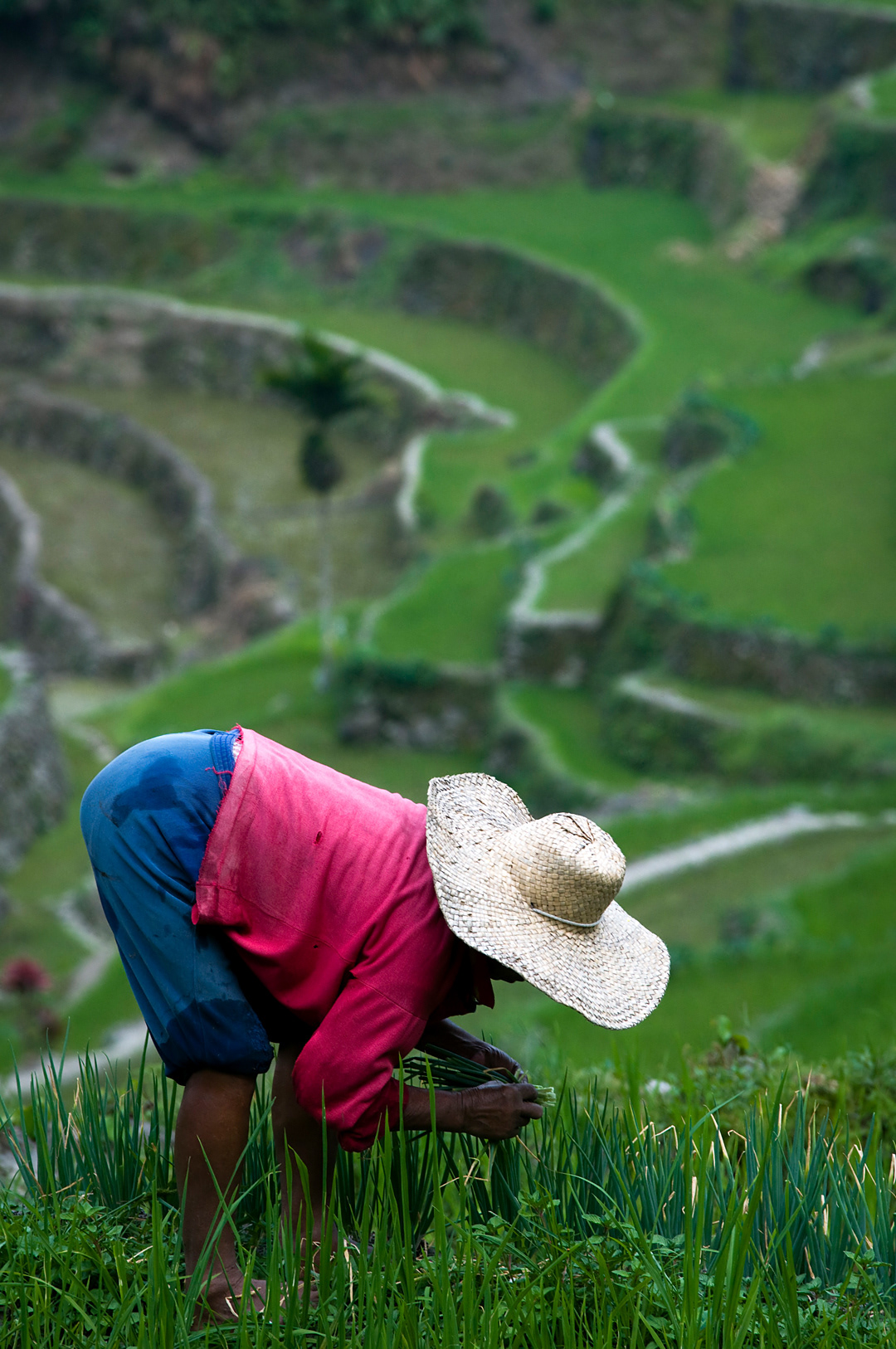Woman working in her rice field near Batad village. 