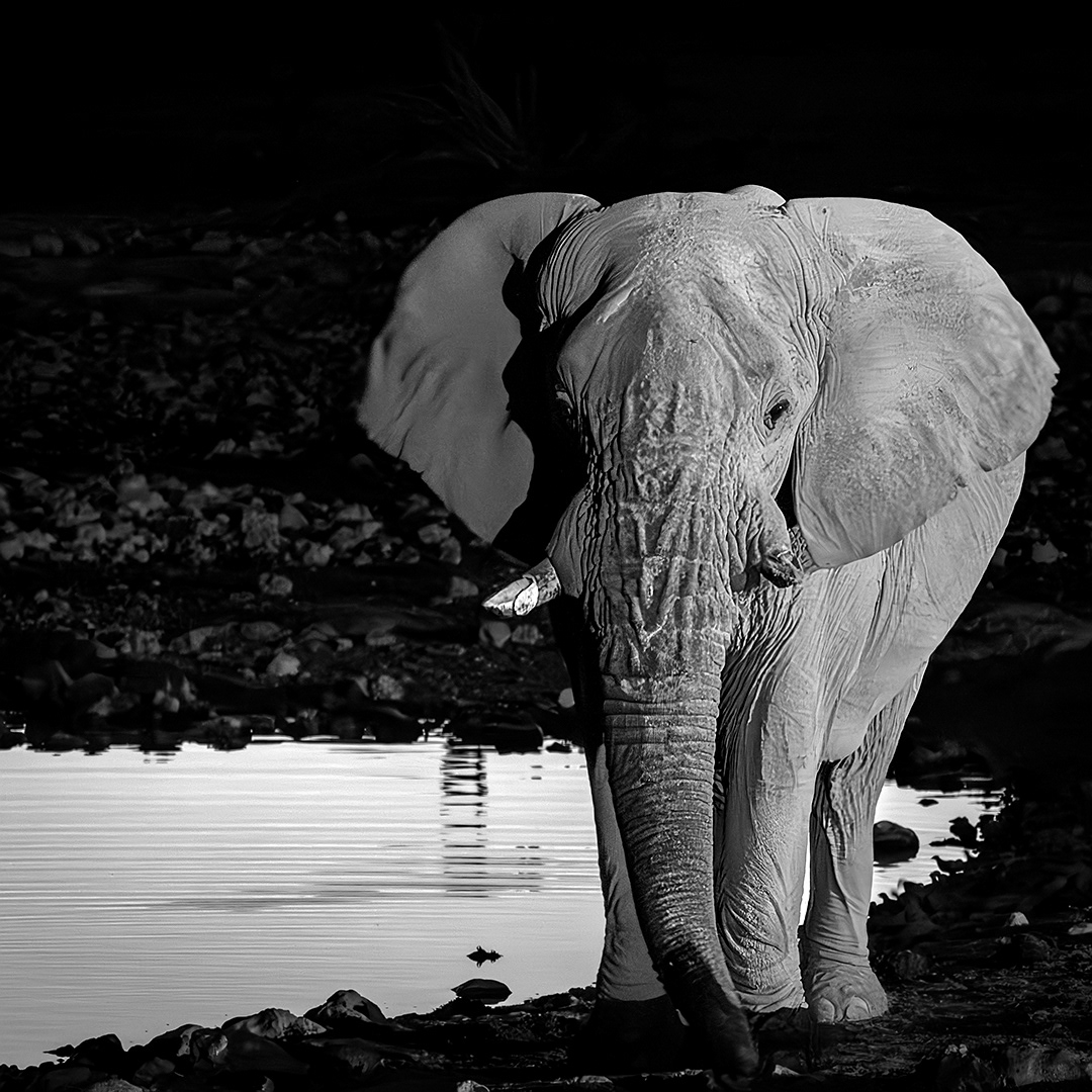 Elephant in Etosha National Park (Namibia)