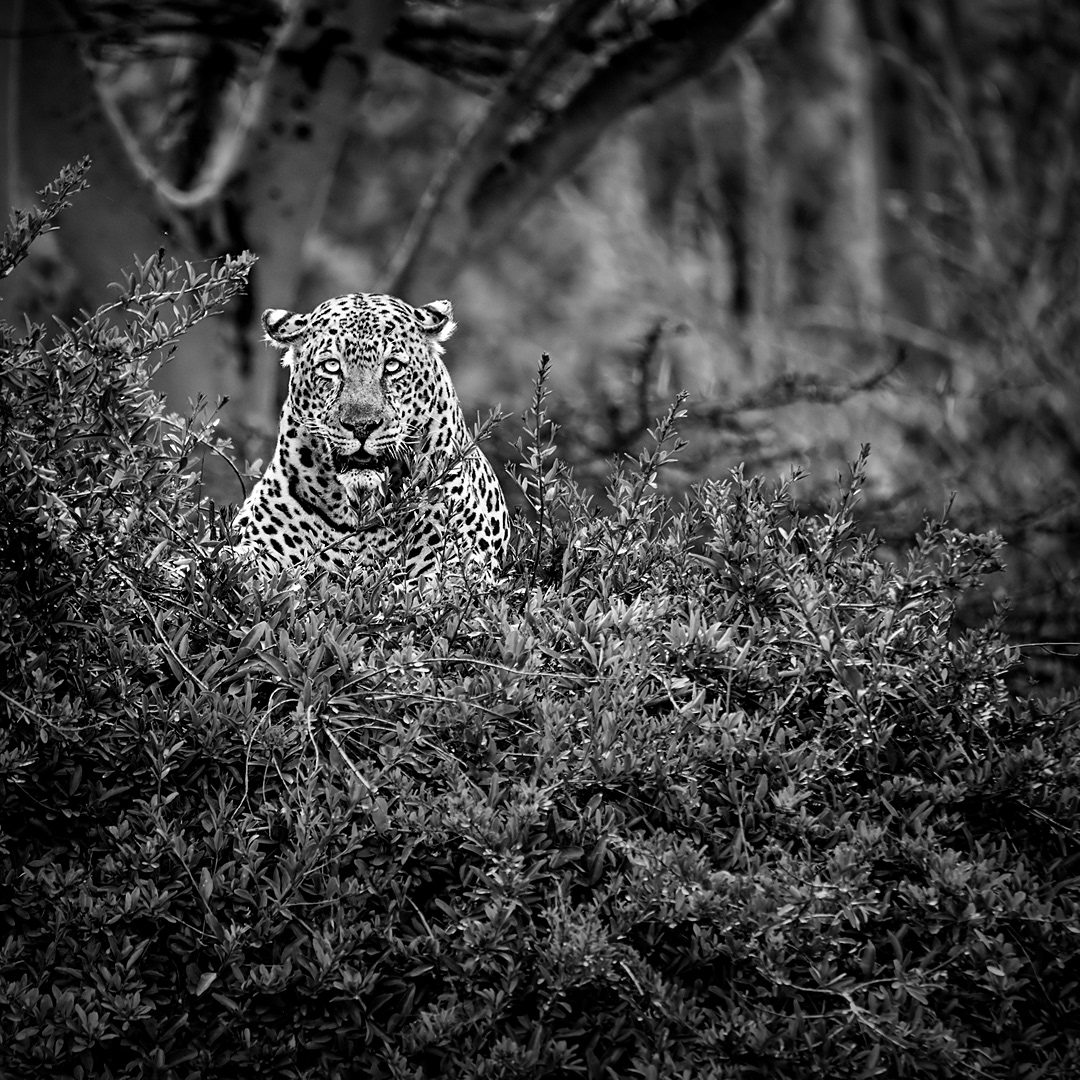 Leopard in Masai Mara National Park.