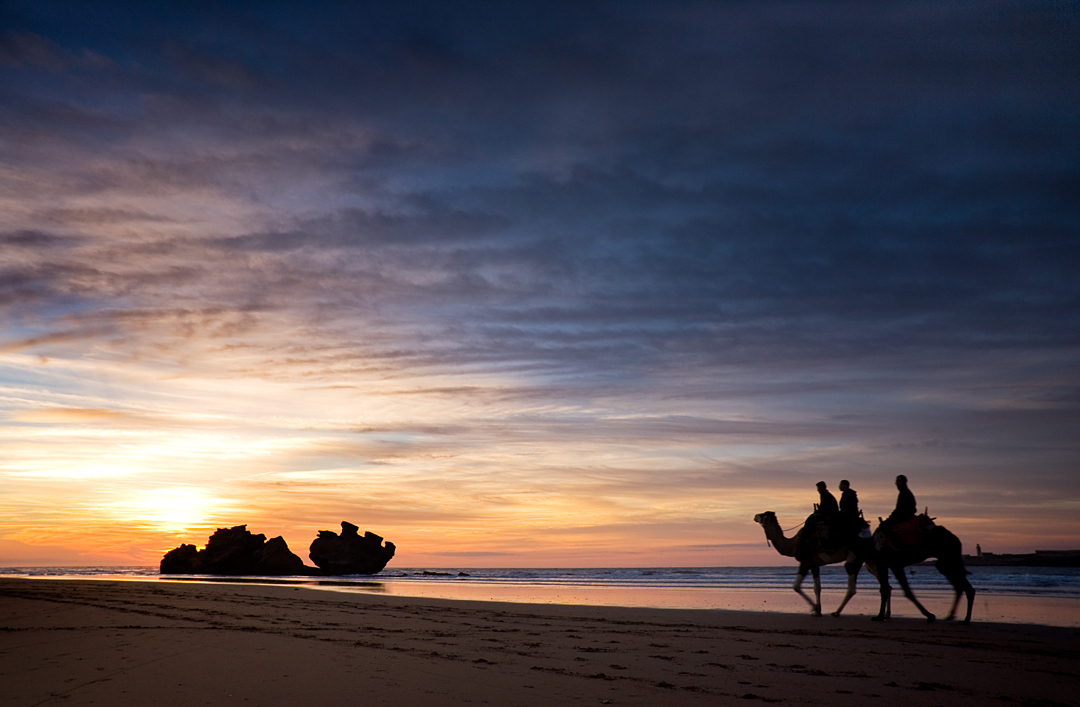 Camels walking along the sand with the setting sun at Essaouira.