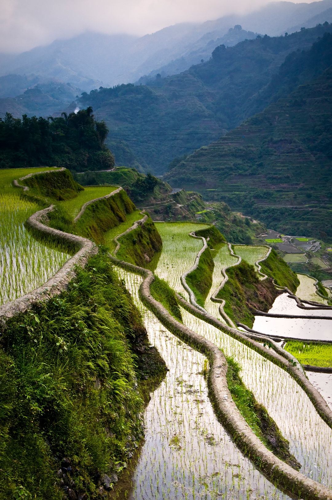 Rice terraces near Banaue.