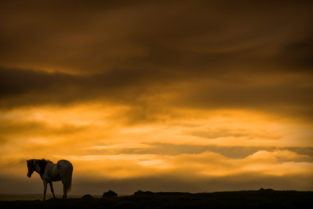 Horse at dawn.