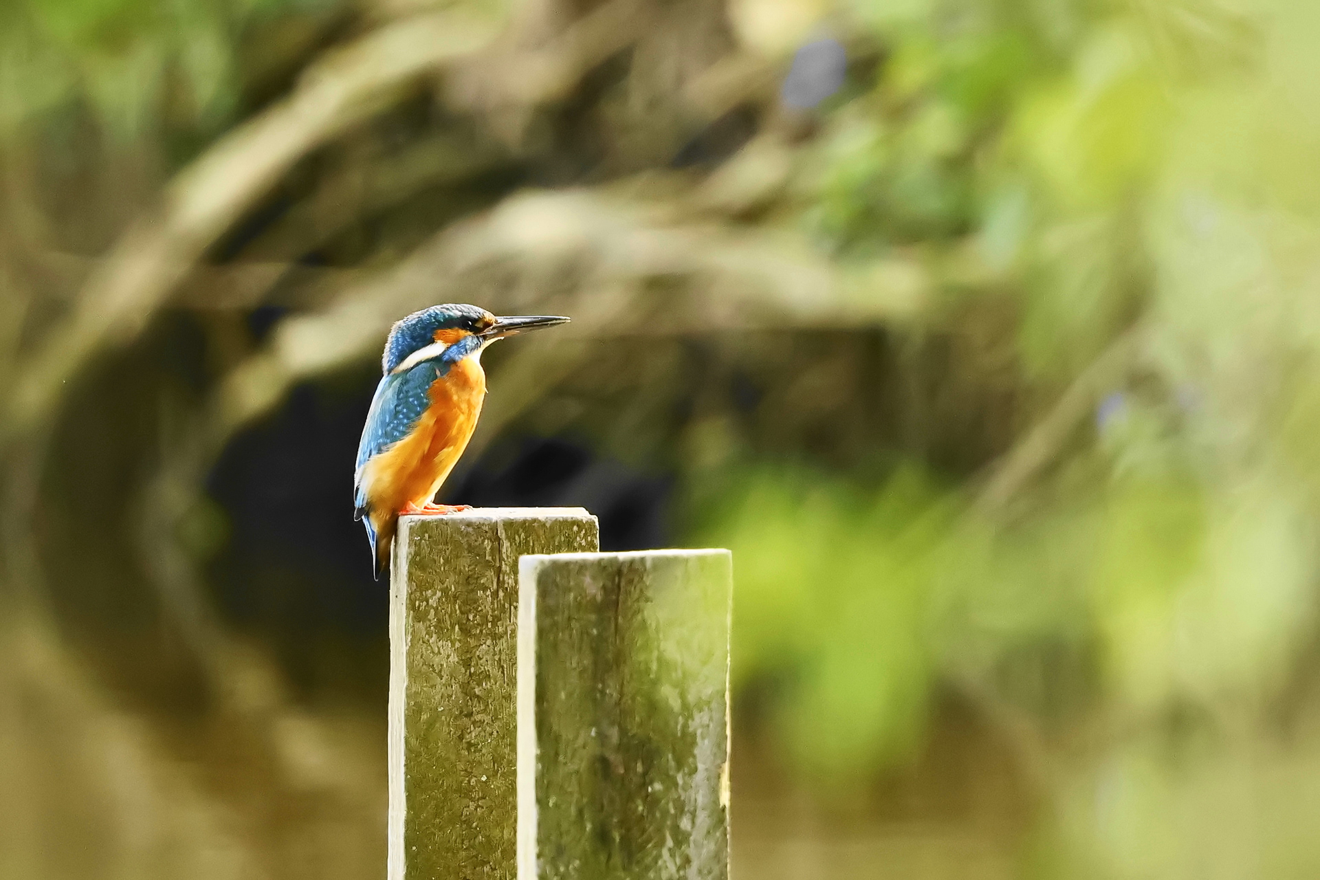 IJsvogel