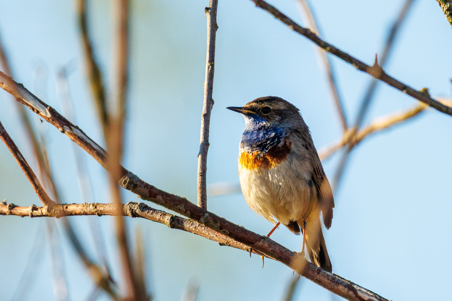 Blauwborst