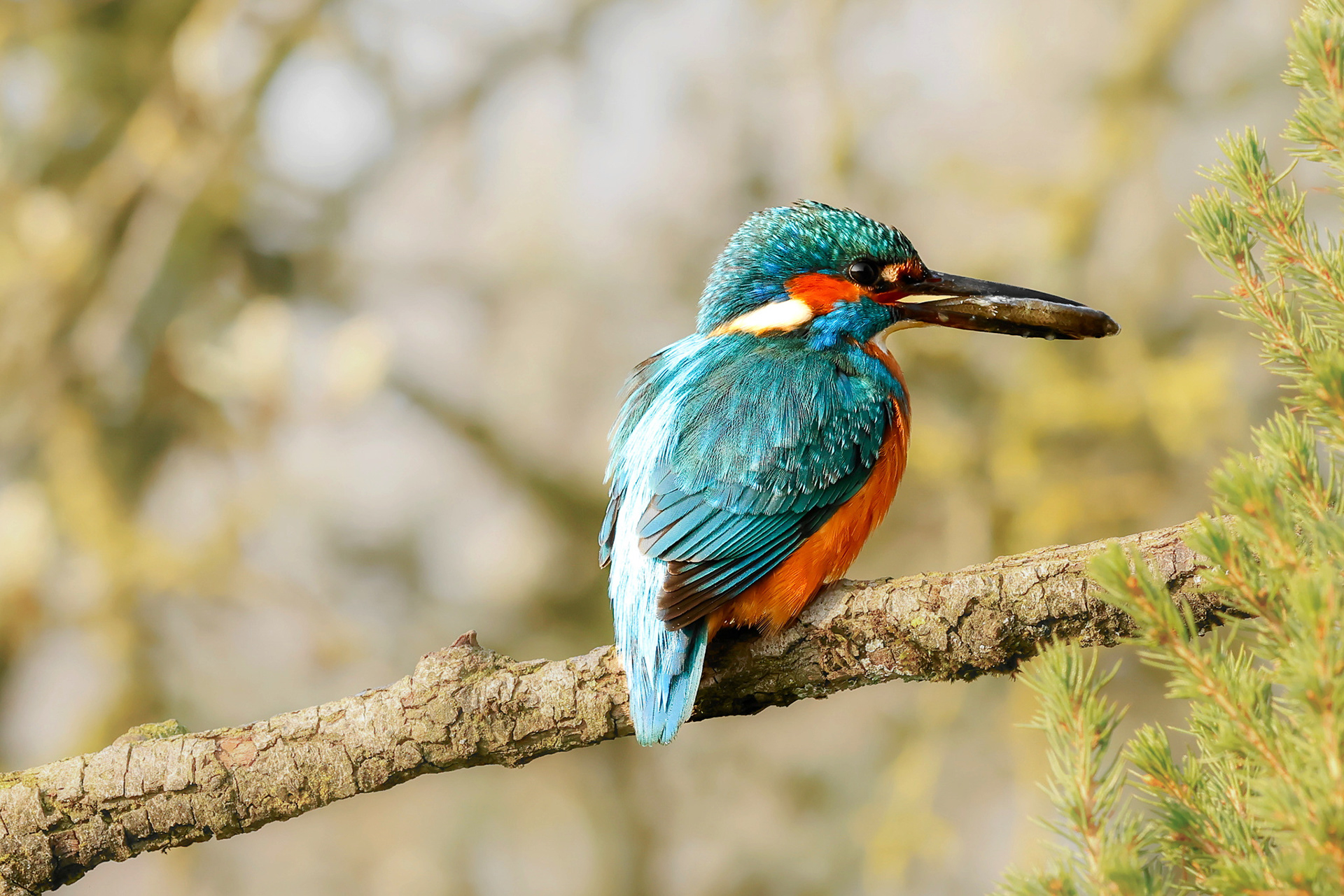 IJsvogeltje (man)