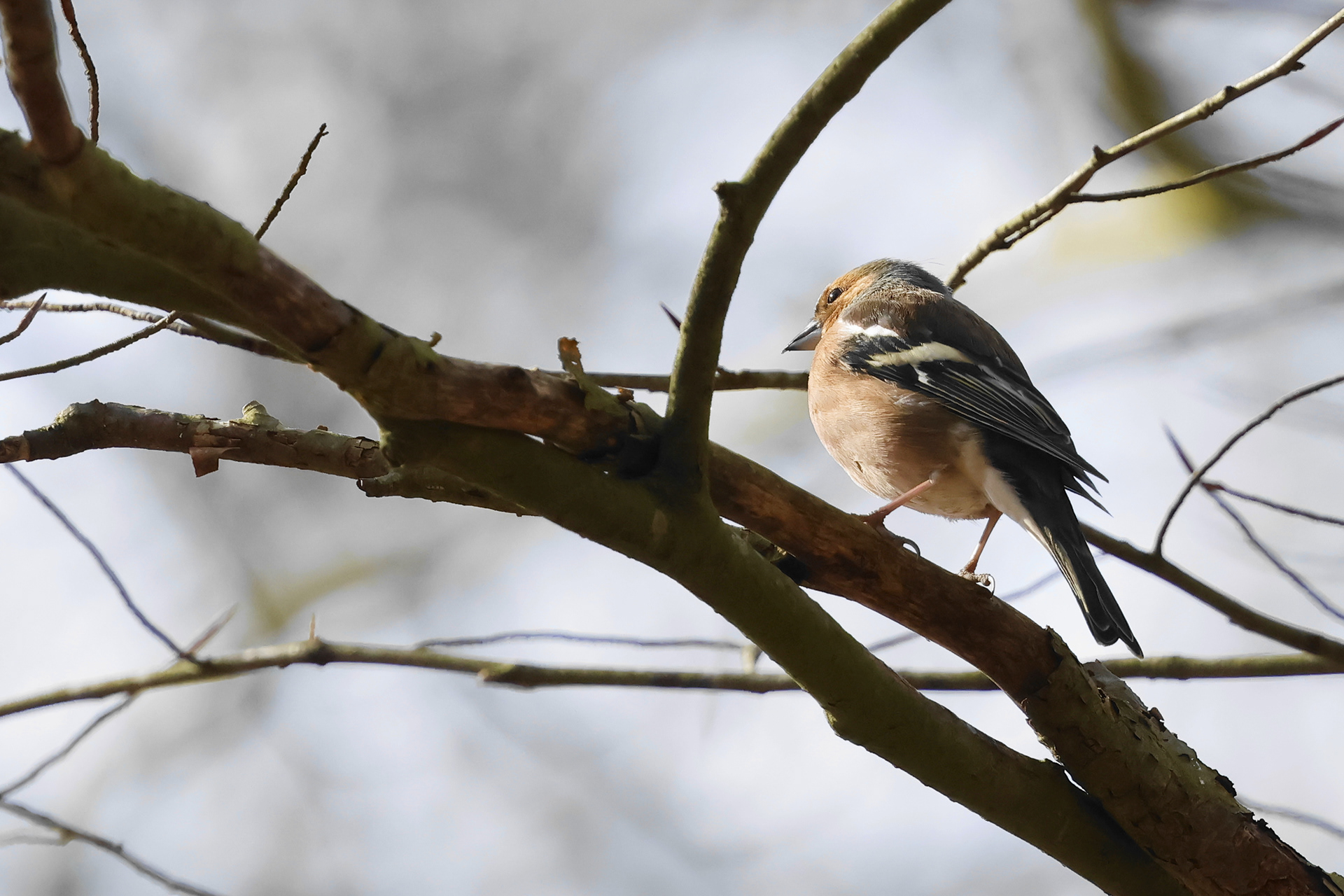 Vink