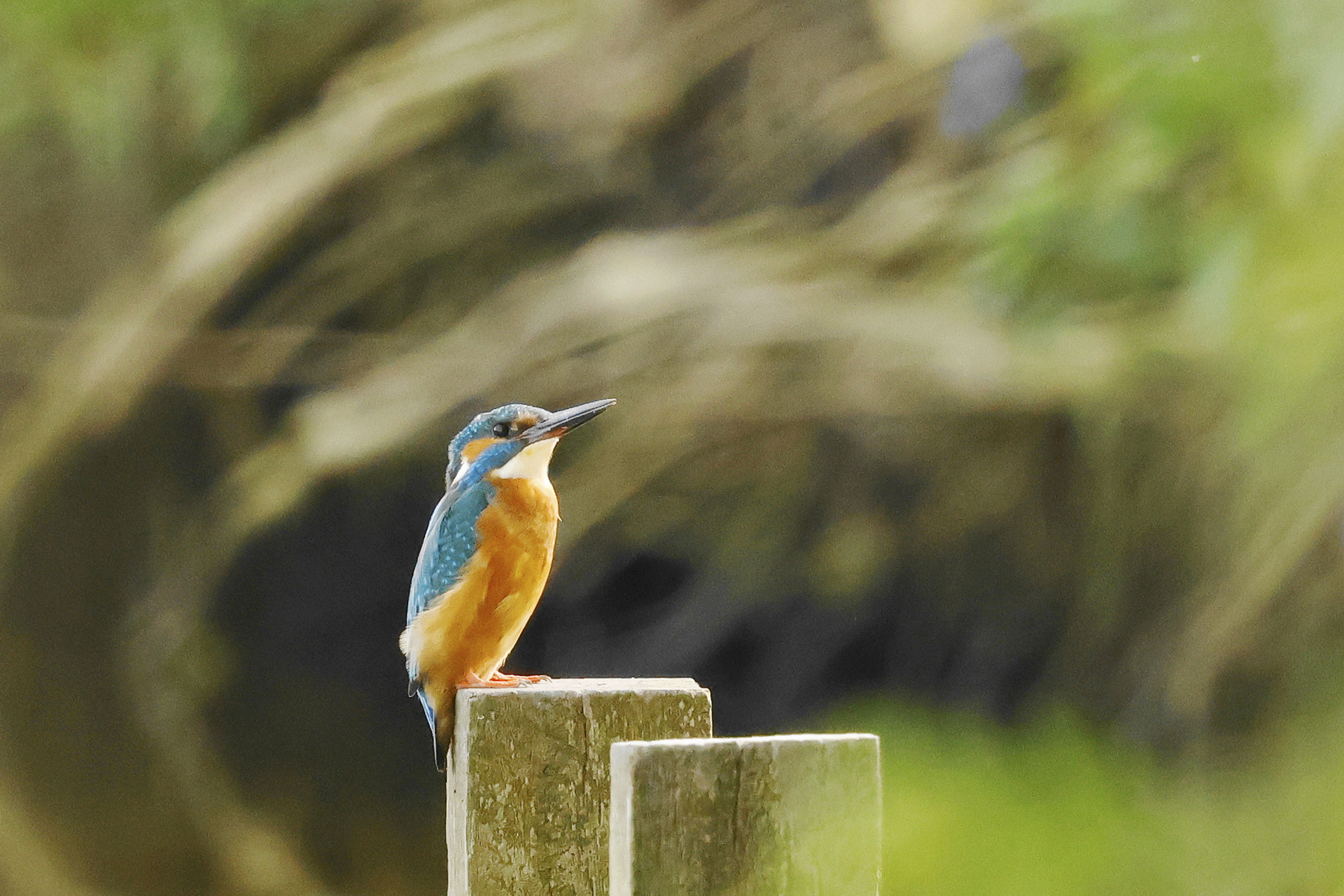 IJsvogel