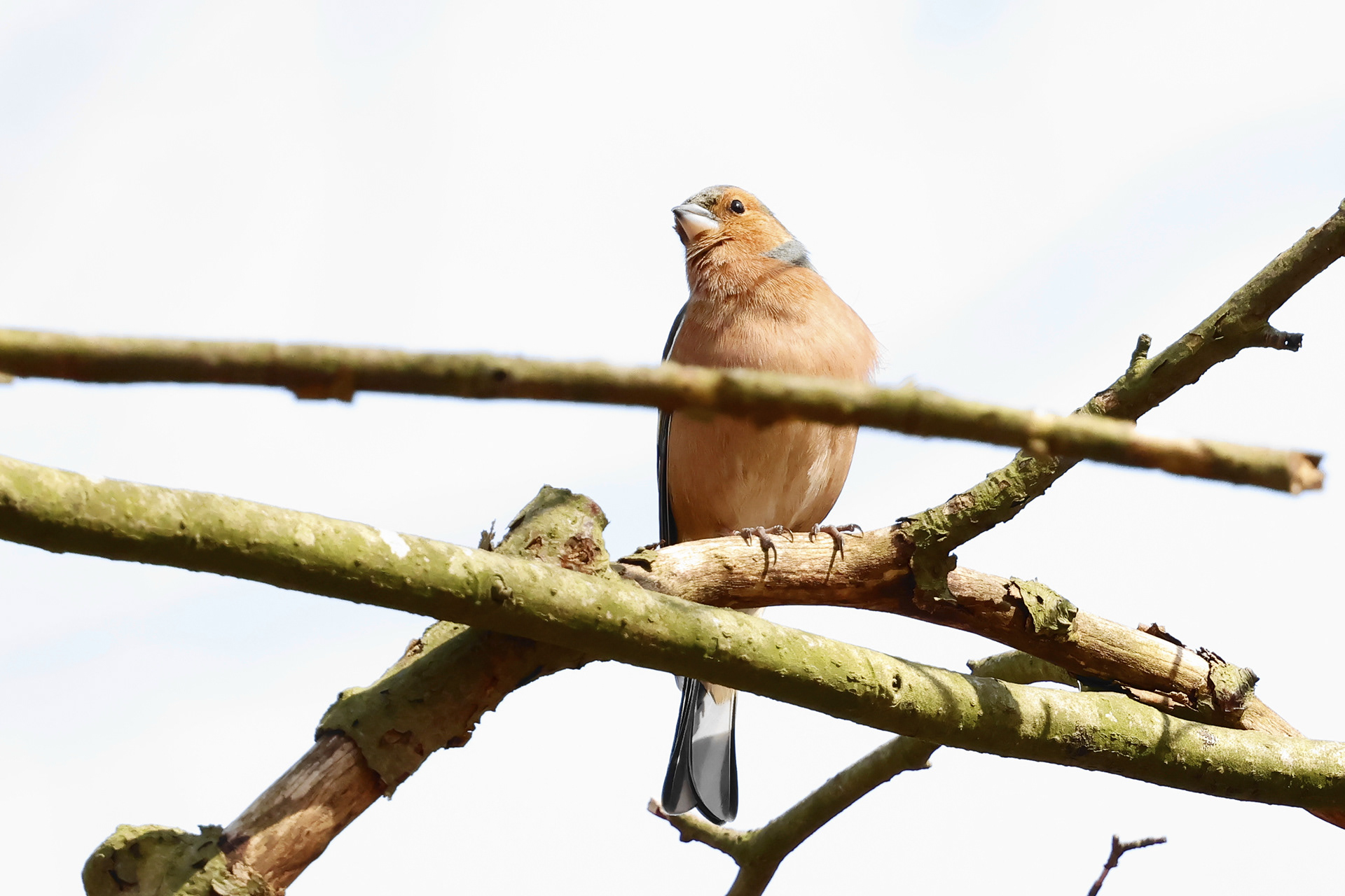 Vink