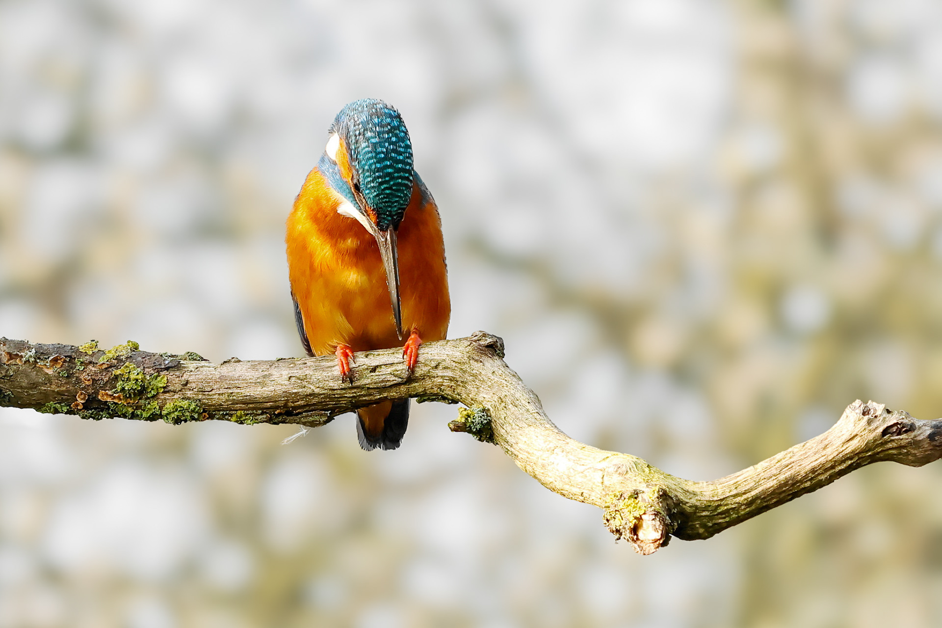 IJsvogeltje (man)