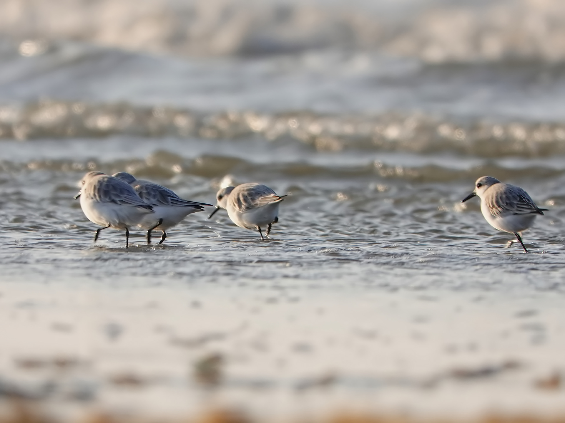 Strandlopertjes