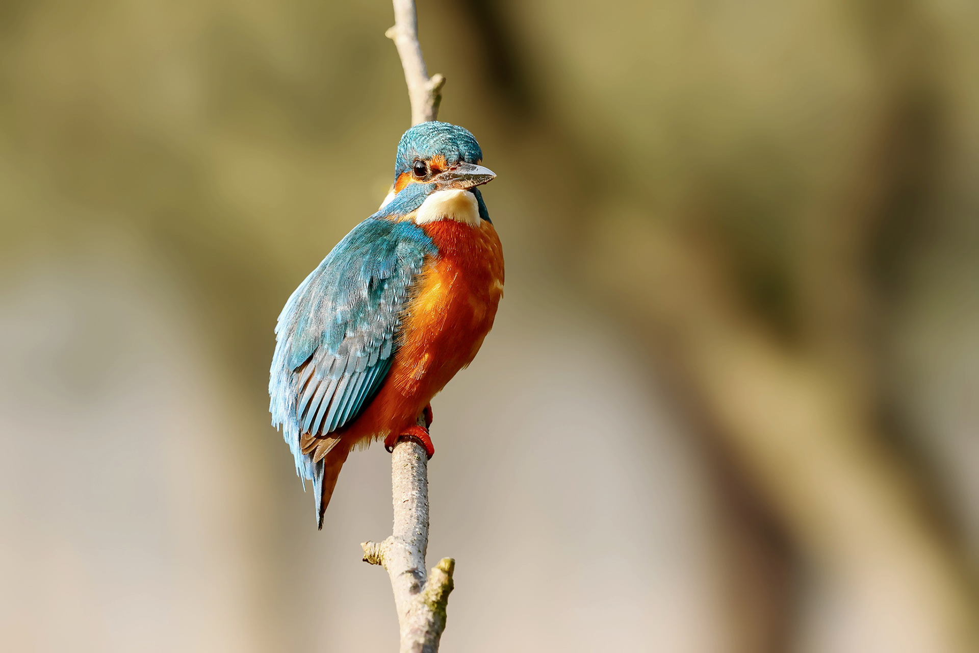 IJsvogeltje (man)