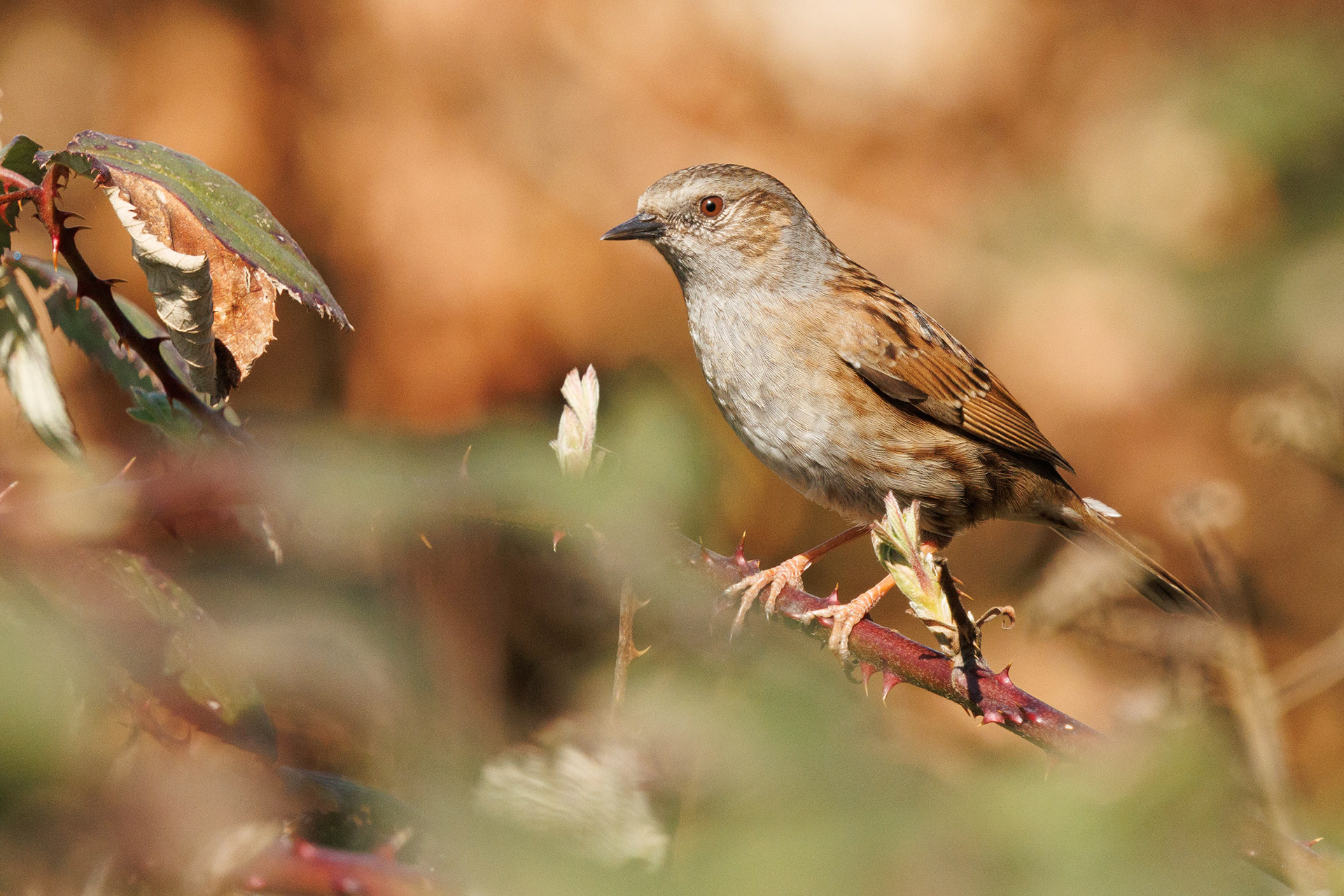 Heggenmus
