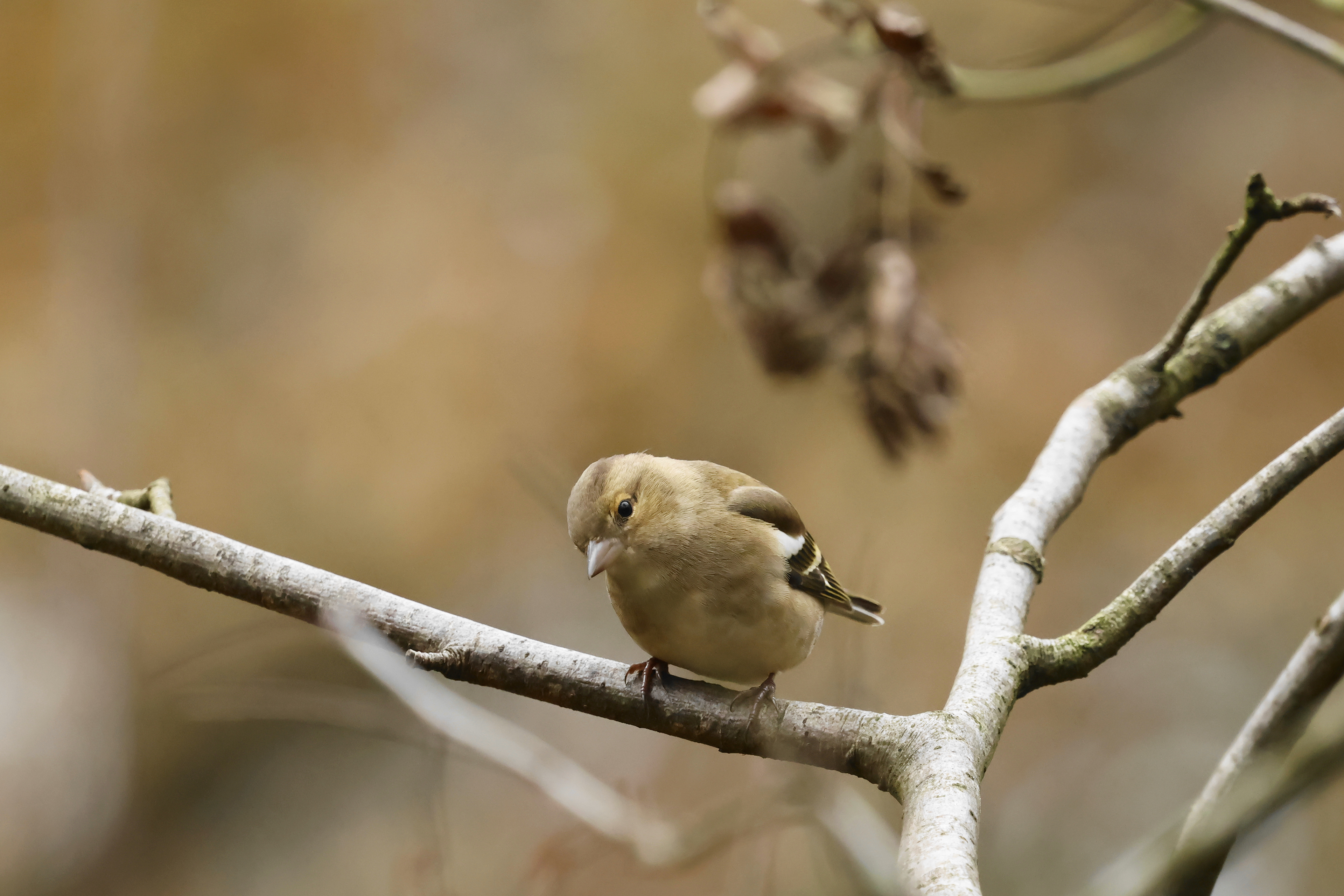 Vink