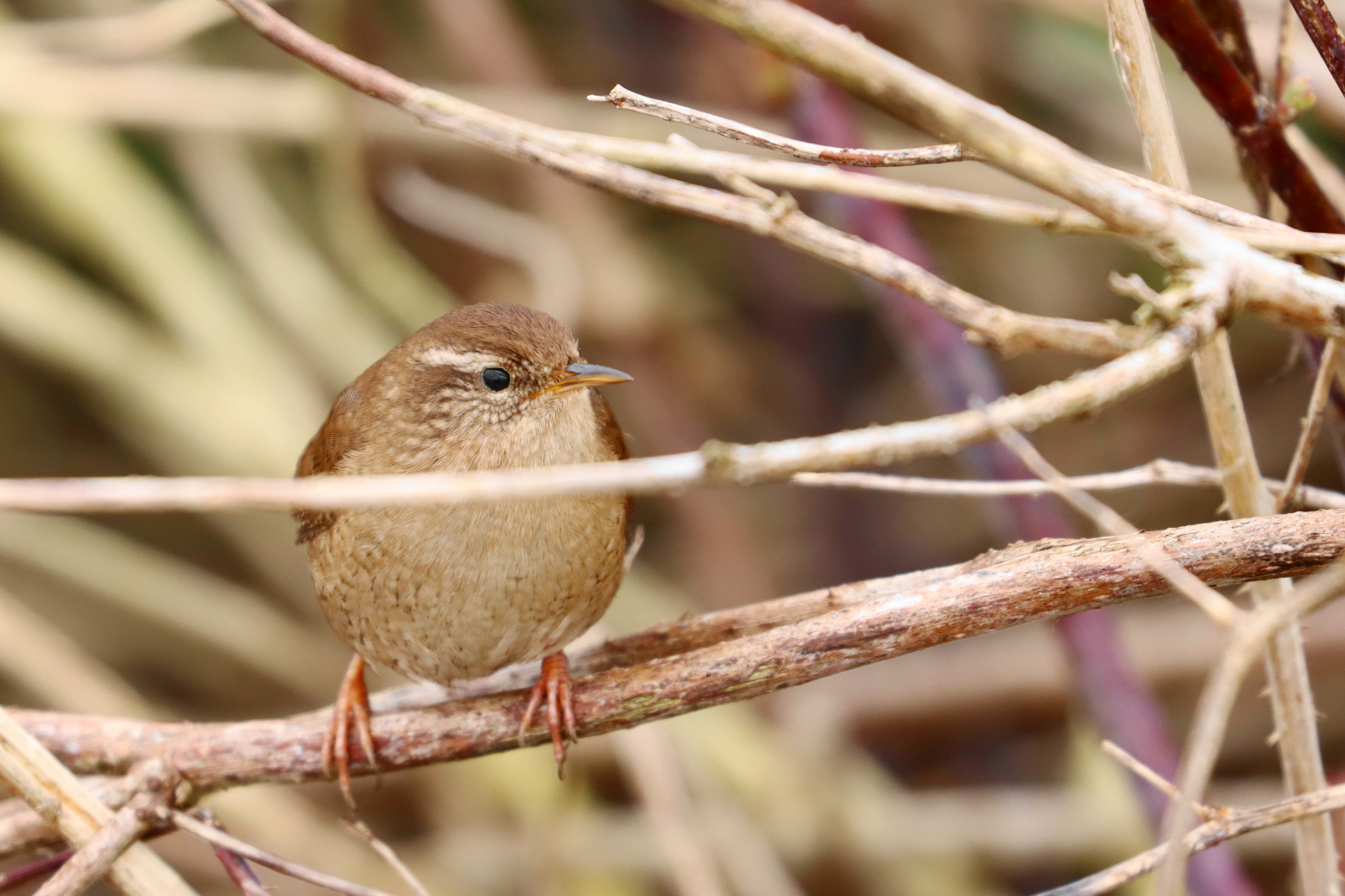 Cetti's zanger